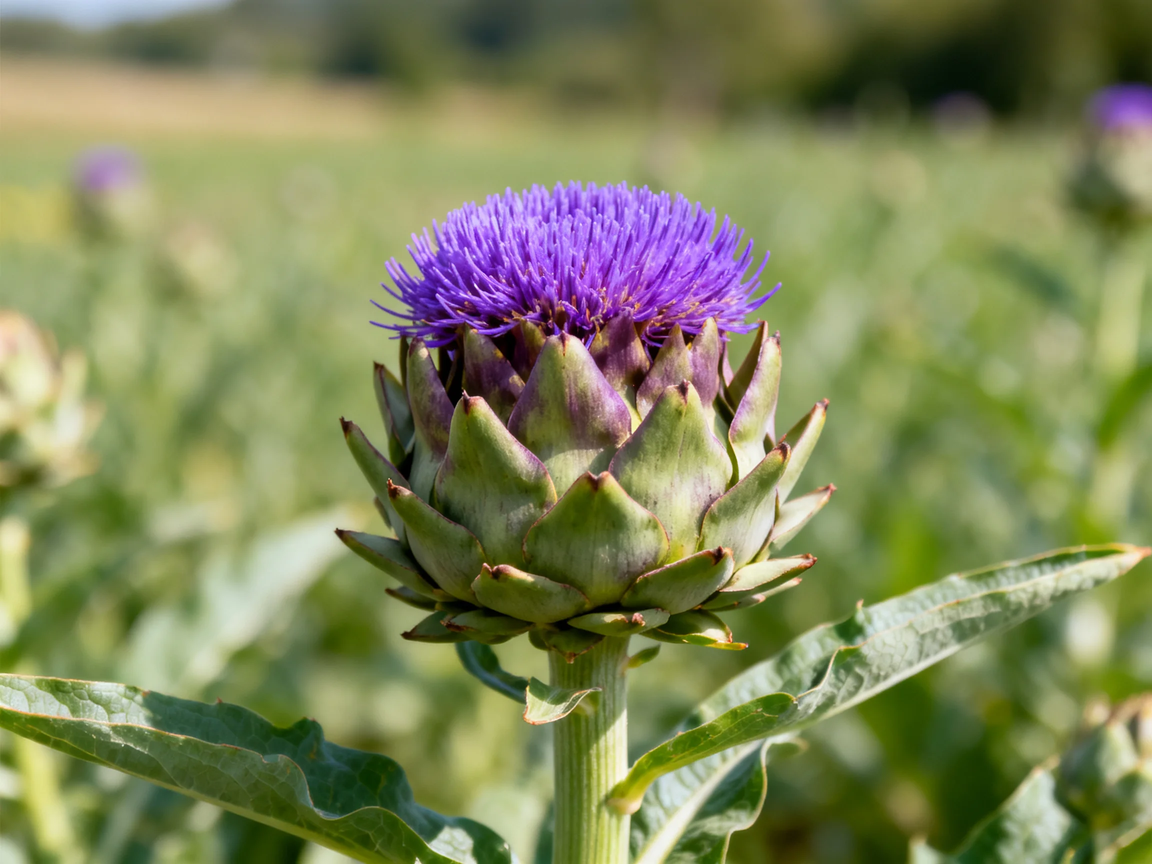A vibrant purple artichoke flower blooms in a sunlit field