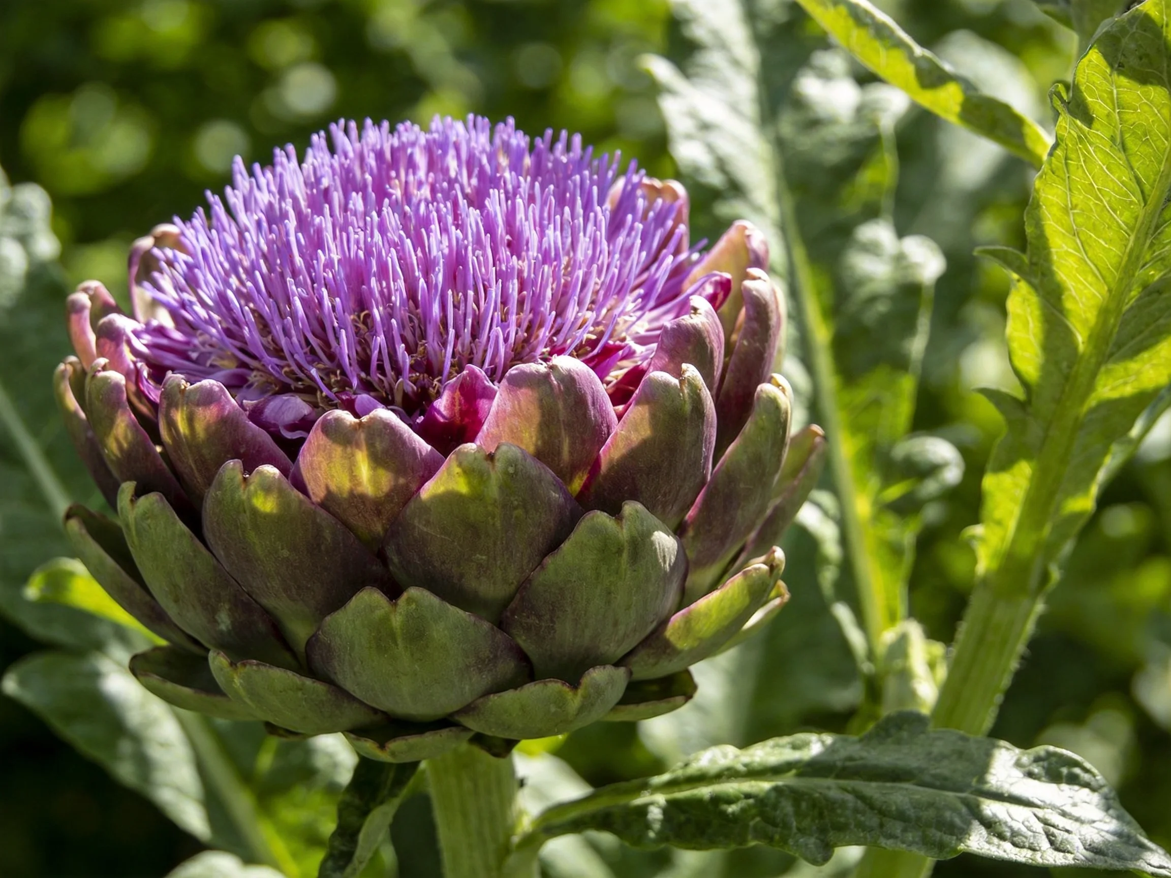 A vibrant purple artichoke flower with green outer petals