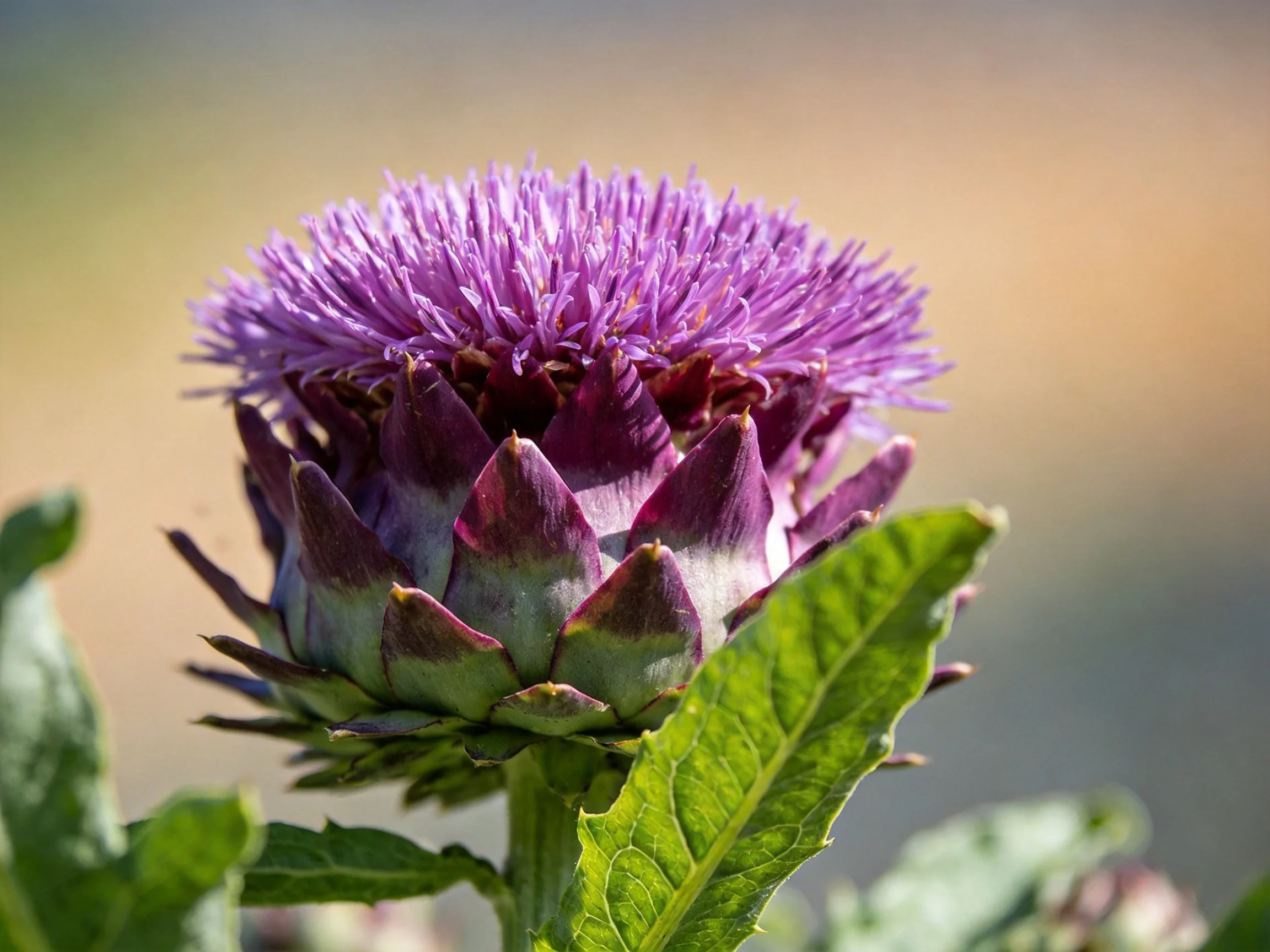 A vibrant purple artichoke flower with spiky petals