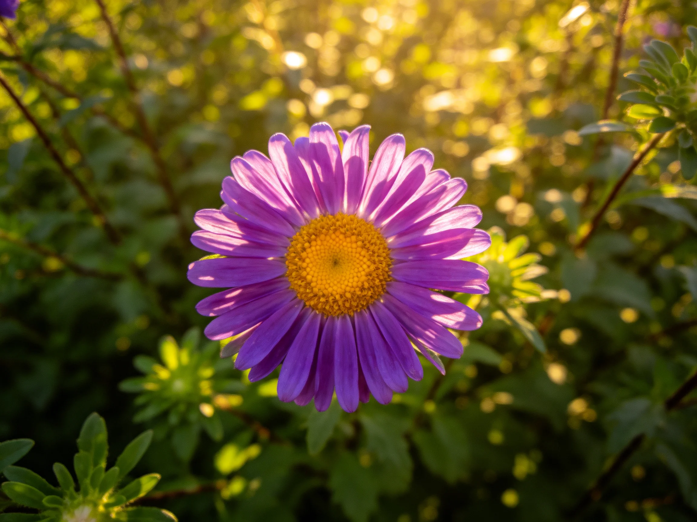 A vibrant purple aster blooms with golden center amid lush green foliage under warm sunlight
