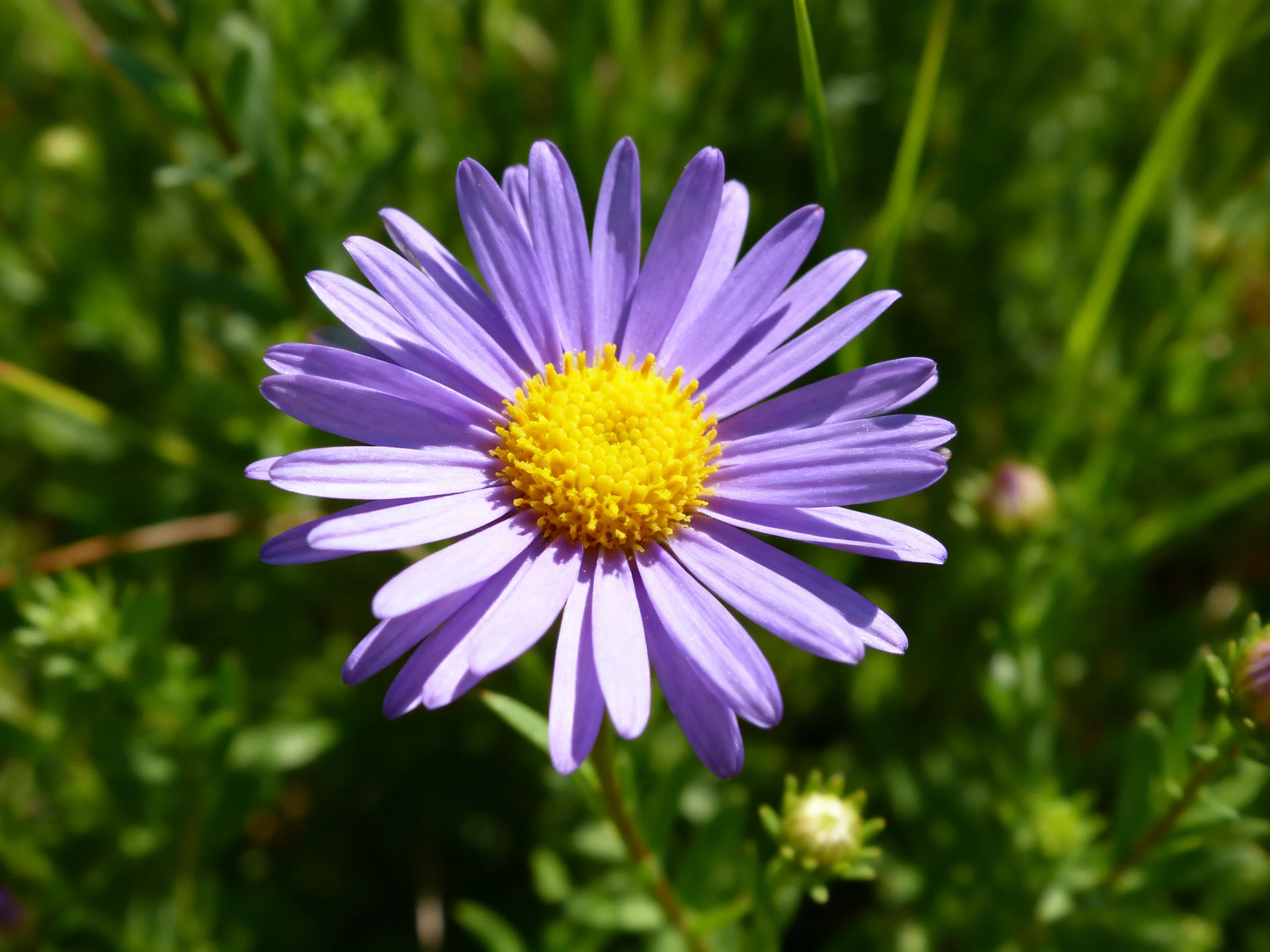 A vibrant purple aster with a bright yellow center amid lush greenery