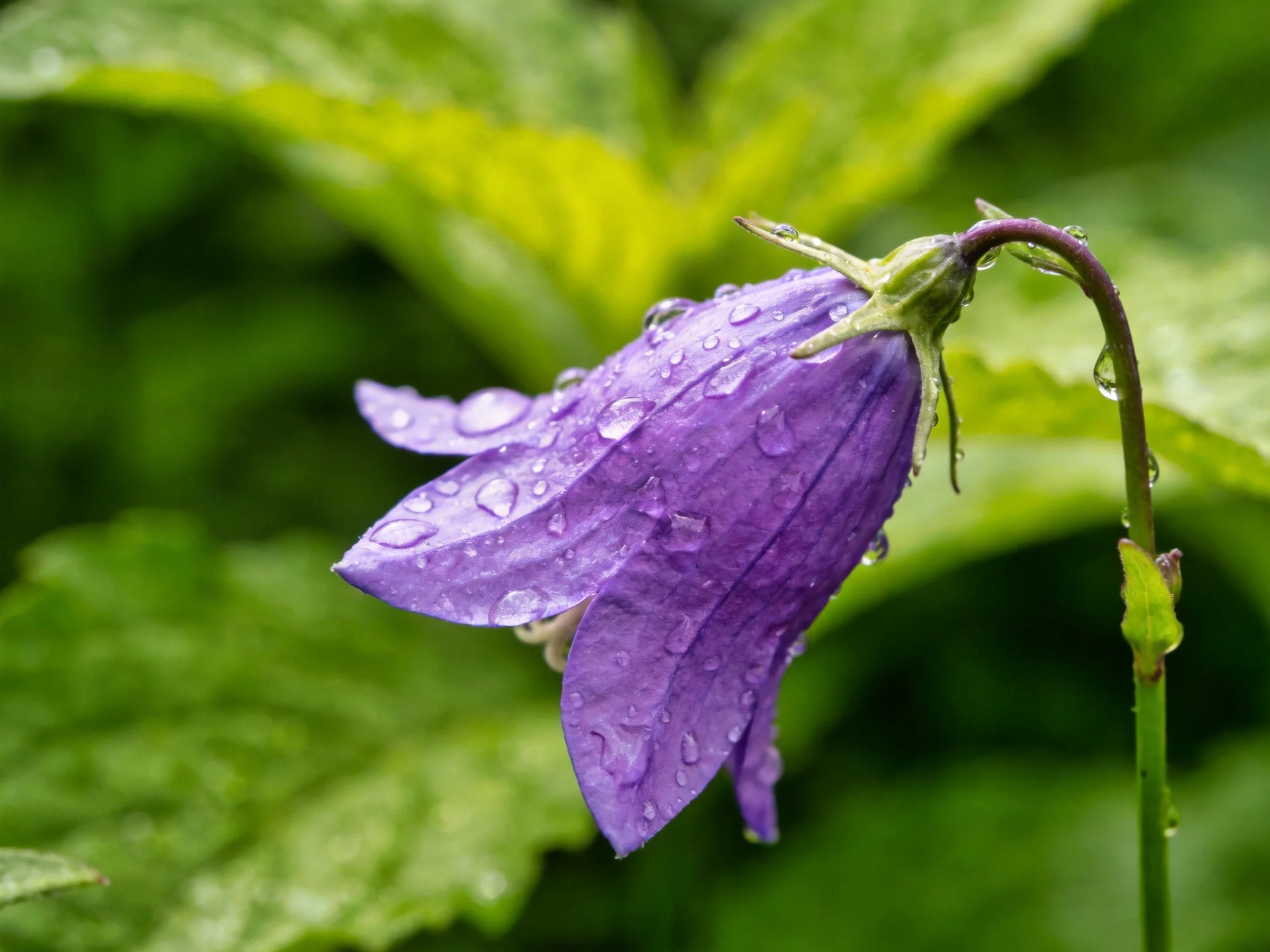 A vibrant purple bellflower with glistening dewdrops amid lush green leaves