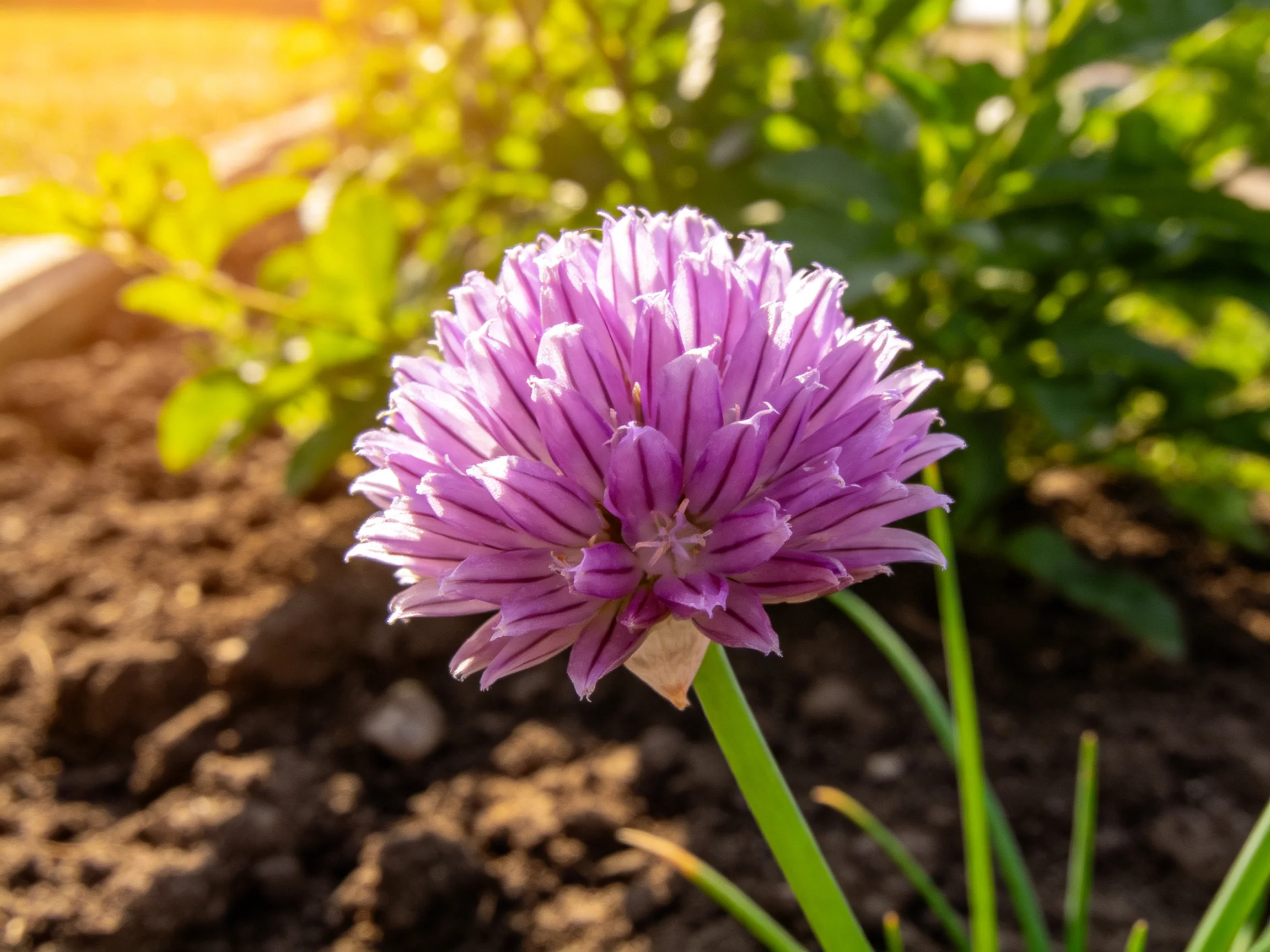 A vibrant purple chive blossom blooms in a sunlit garden bed