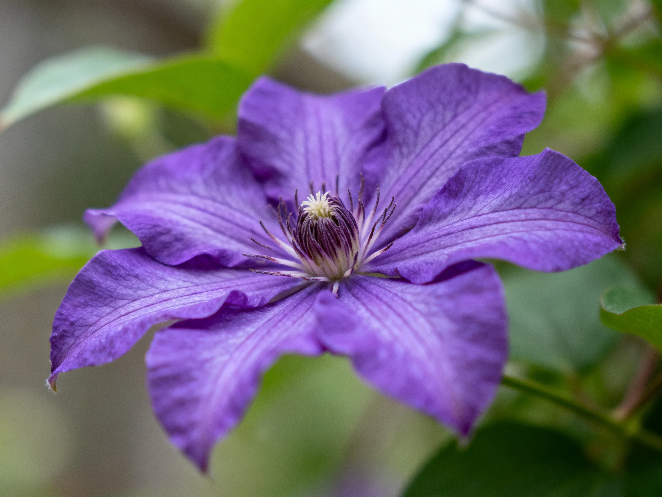 A vibrant purple clematis flower with large, textured petals