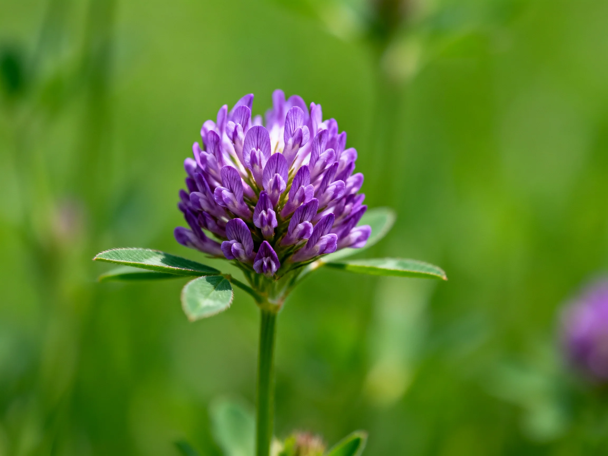 A vibrant purple clover flower head with green foliage