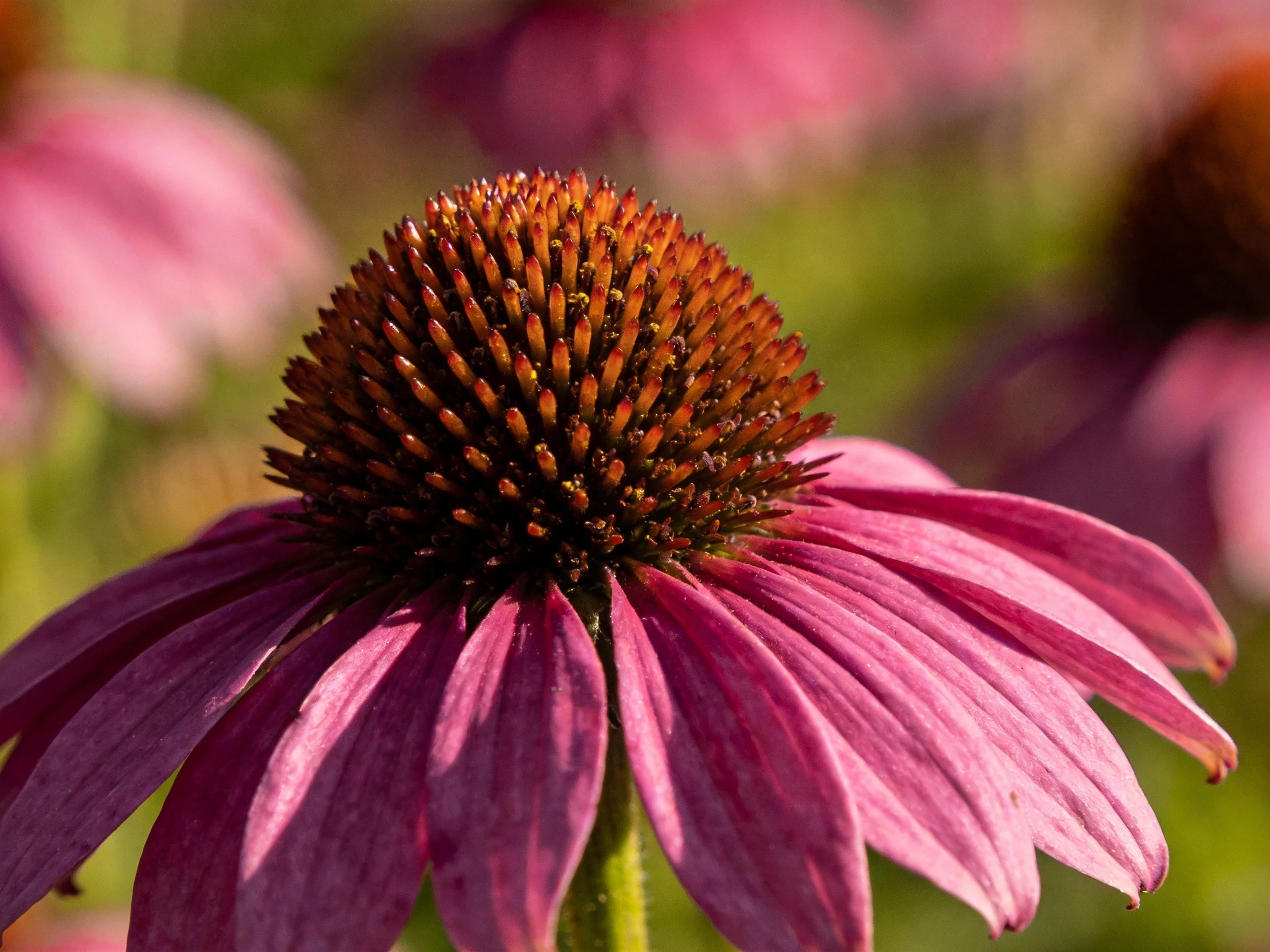 A vibrant purple coneflower with a spiky brown central cone