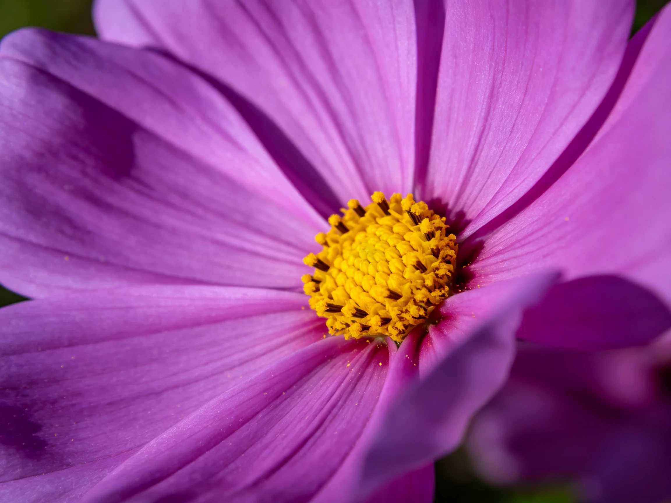 A vibrant purple cosmos flower with a bright yellow central disc