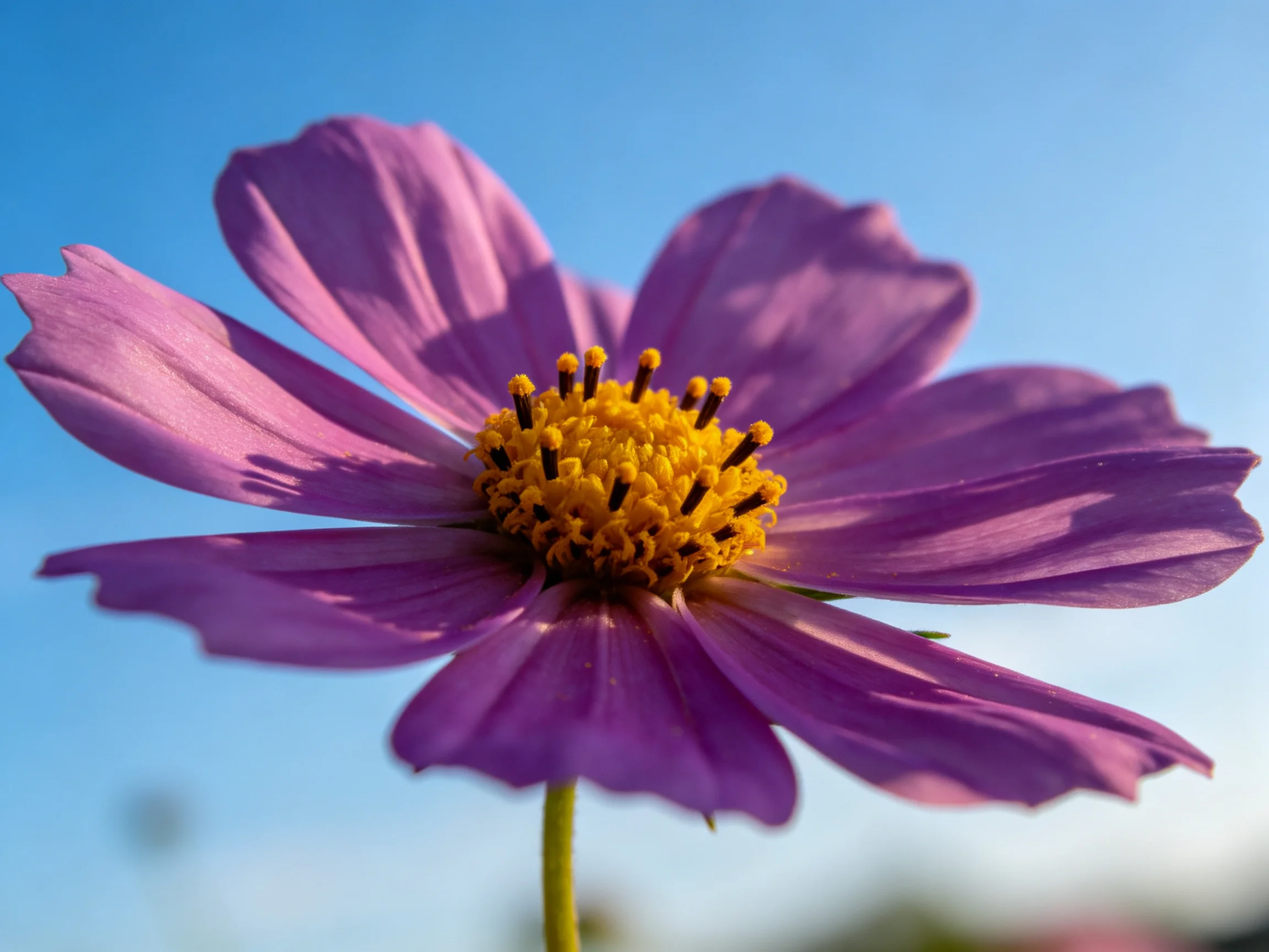 A vibrant purple cosmos flower with a golden center against a clear blue sky