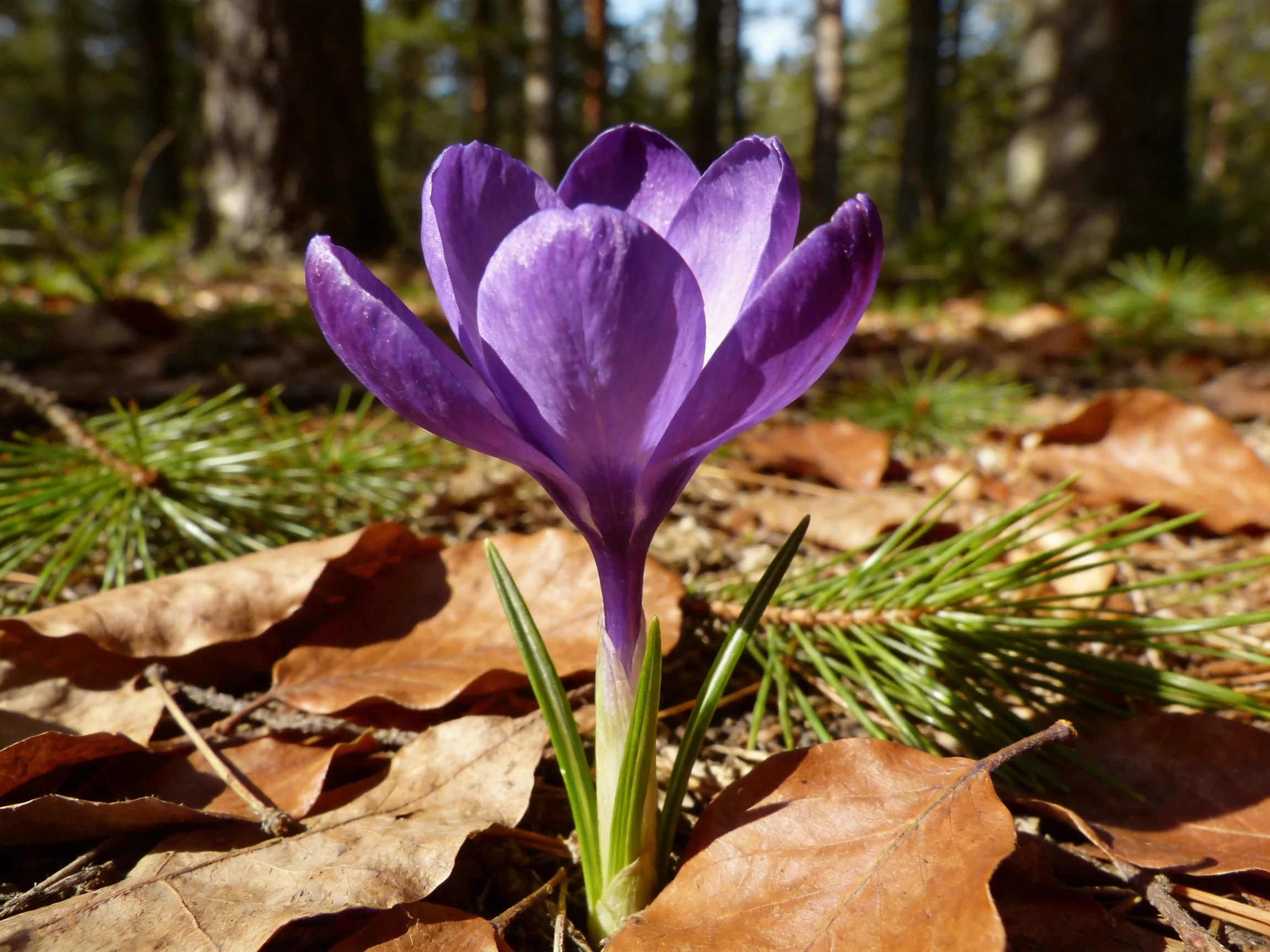 A vibrant purple crocus blooms amid fallen autumn leaves in a sunlit forest