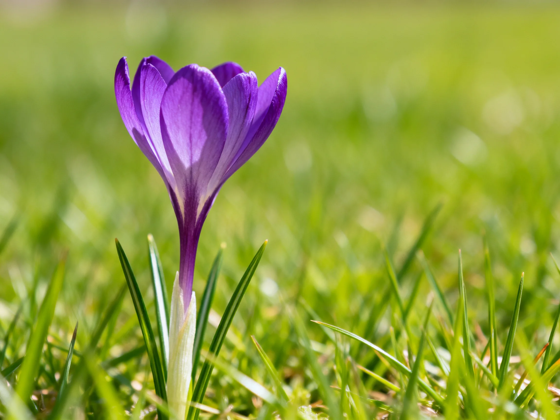 A vibrant purple crocus blooms among lush green grass blades