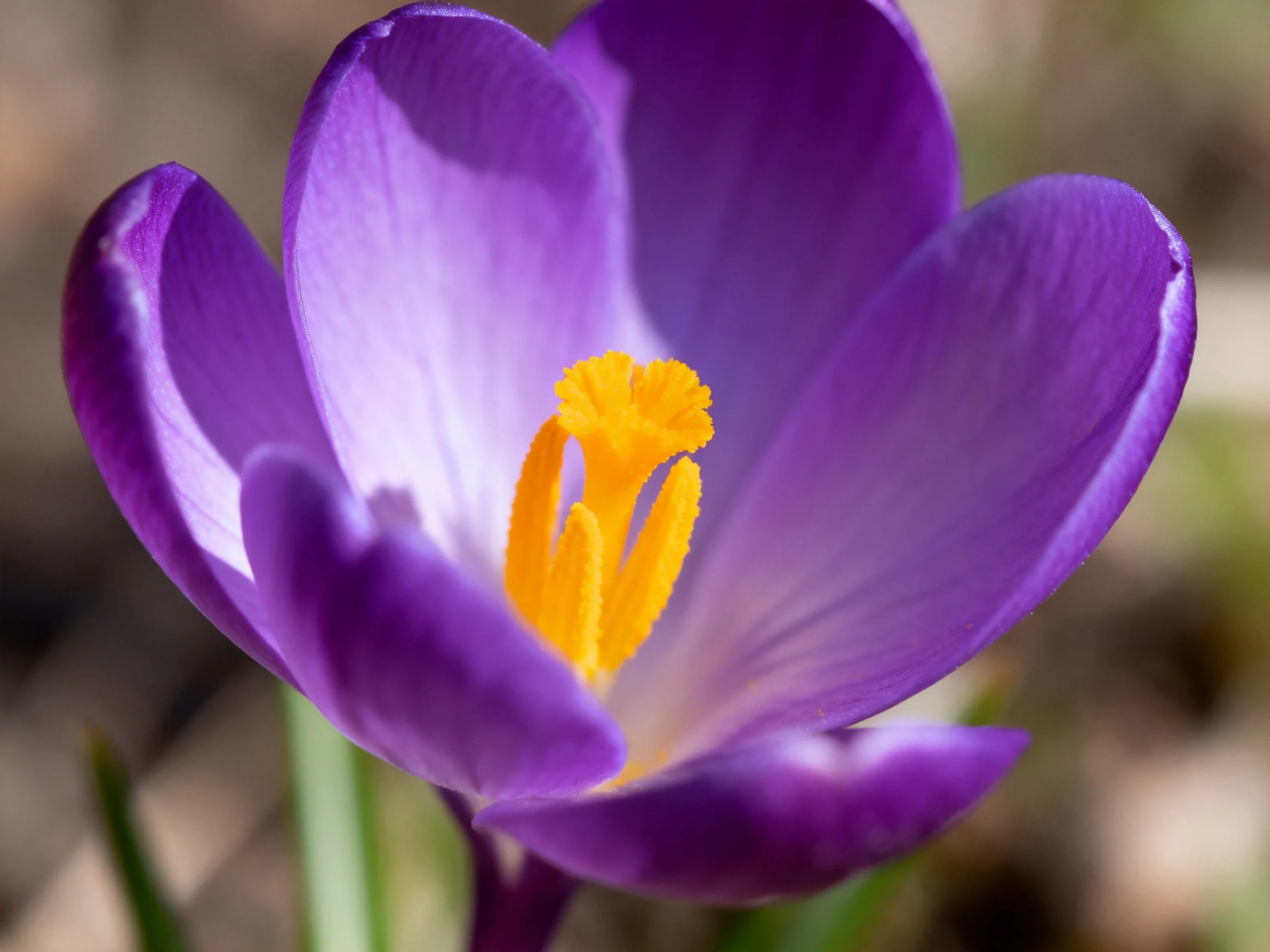 A vibrant purple crocus with bright yellow stamens in focus