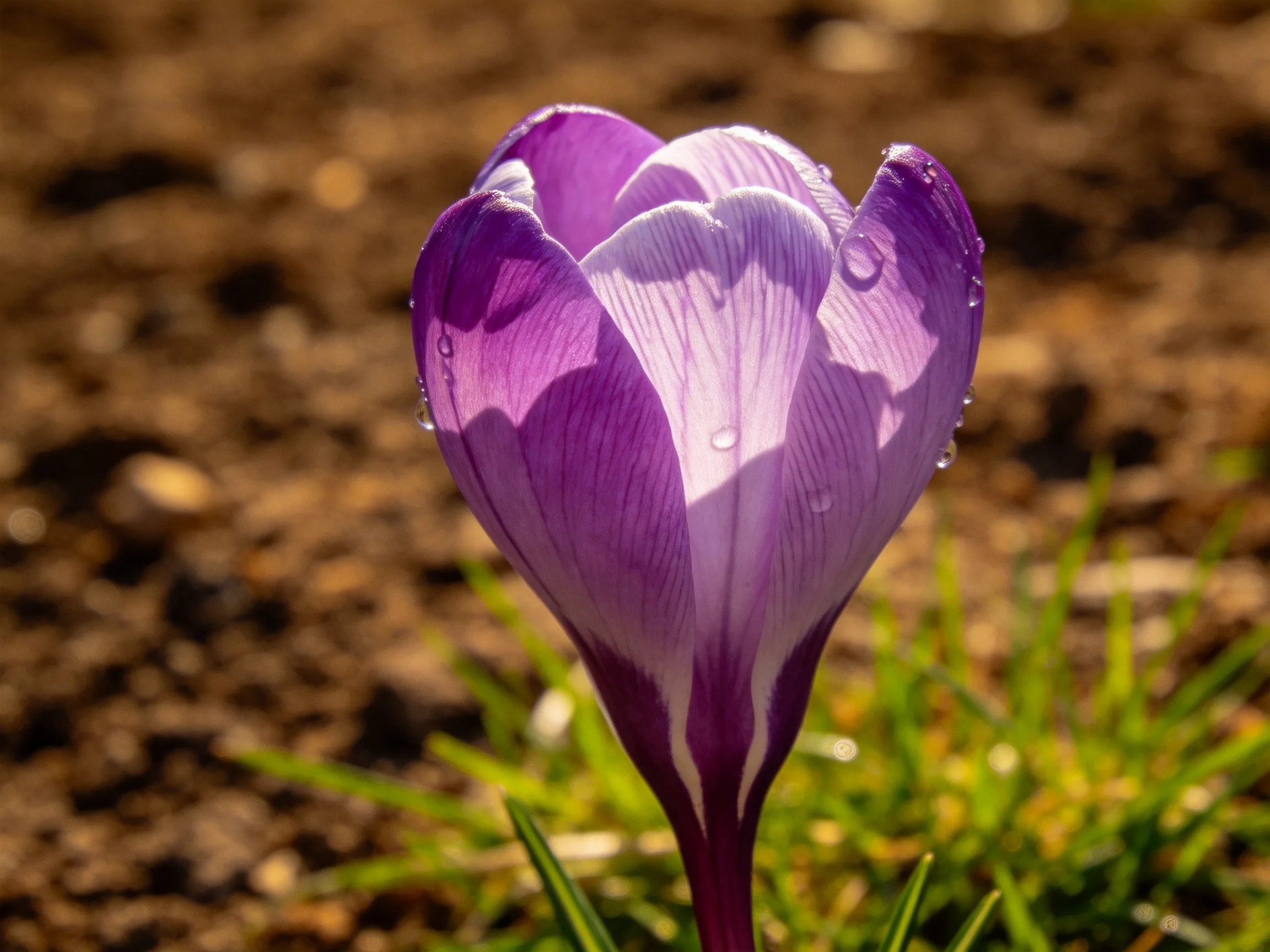 A vibrant purple crocus with dewdrops against earthy soil