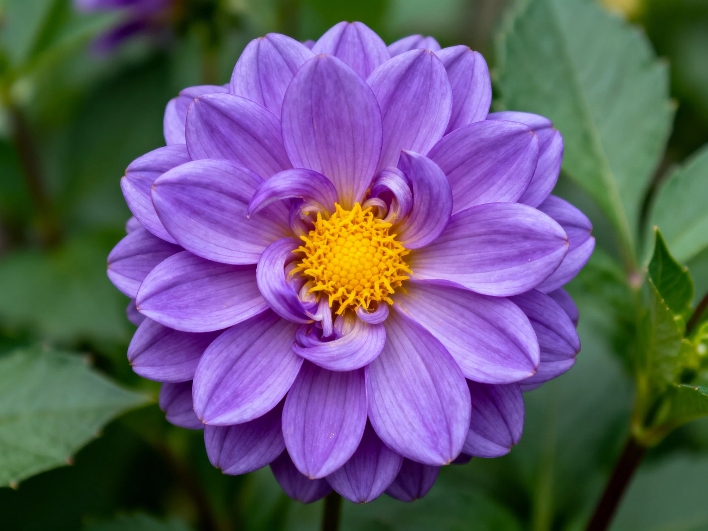 A vibrant purple dahlia with layered petals and golden center