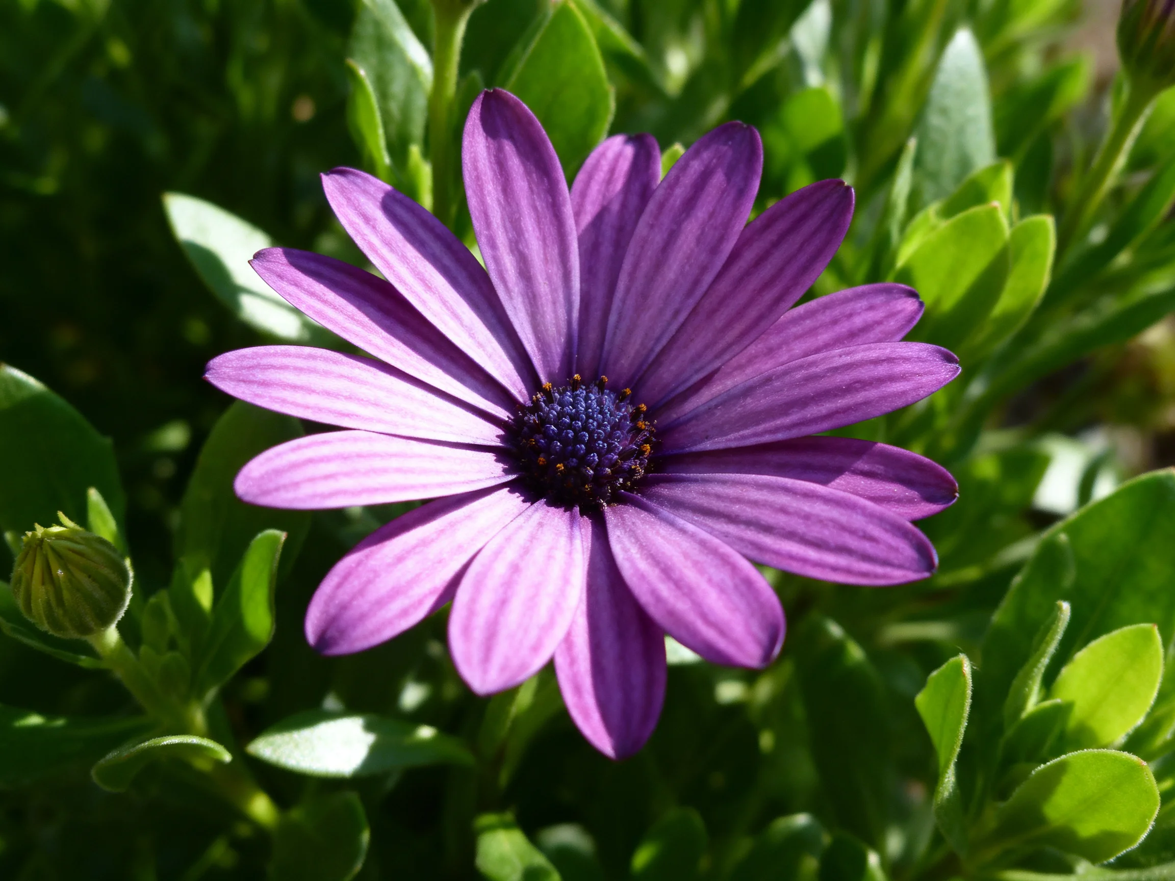 A vibrant purple daisy surrounded by lush green foliage