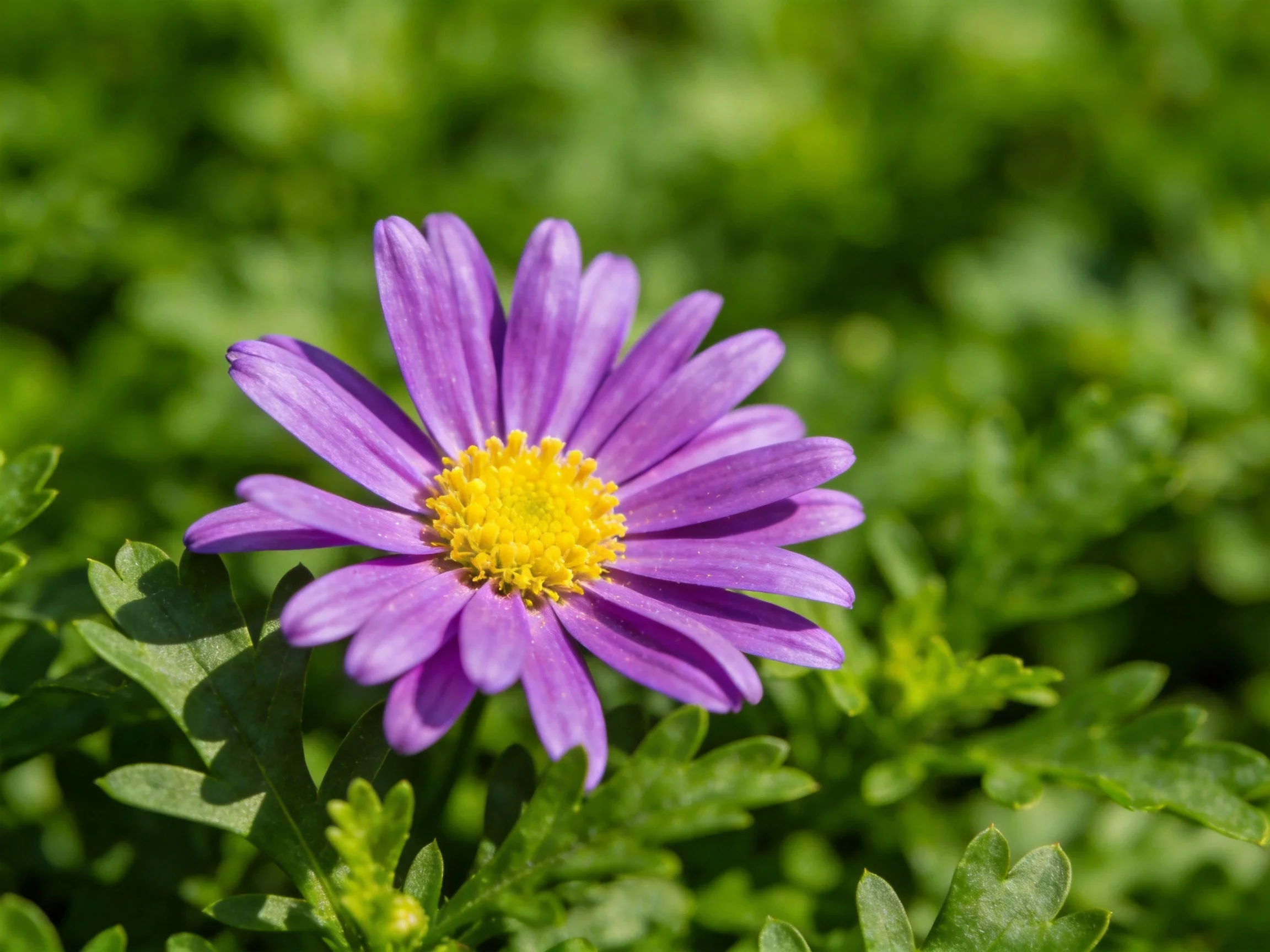 A vibrant purple daisy with a bright yellow center amid lush green foliage