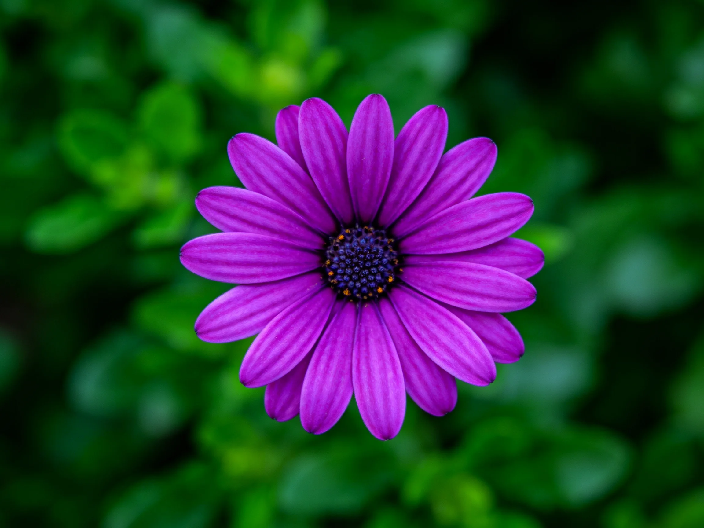 A vibrant purple daisy with a dark center surrounded by green foliage