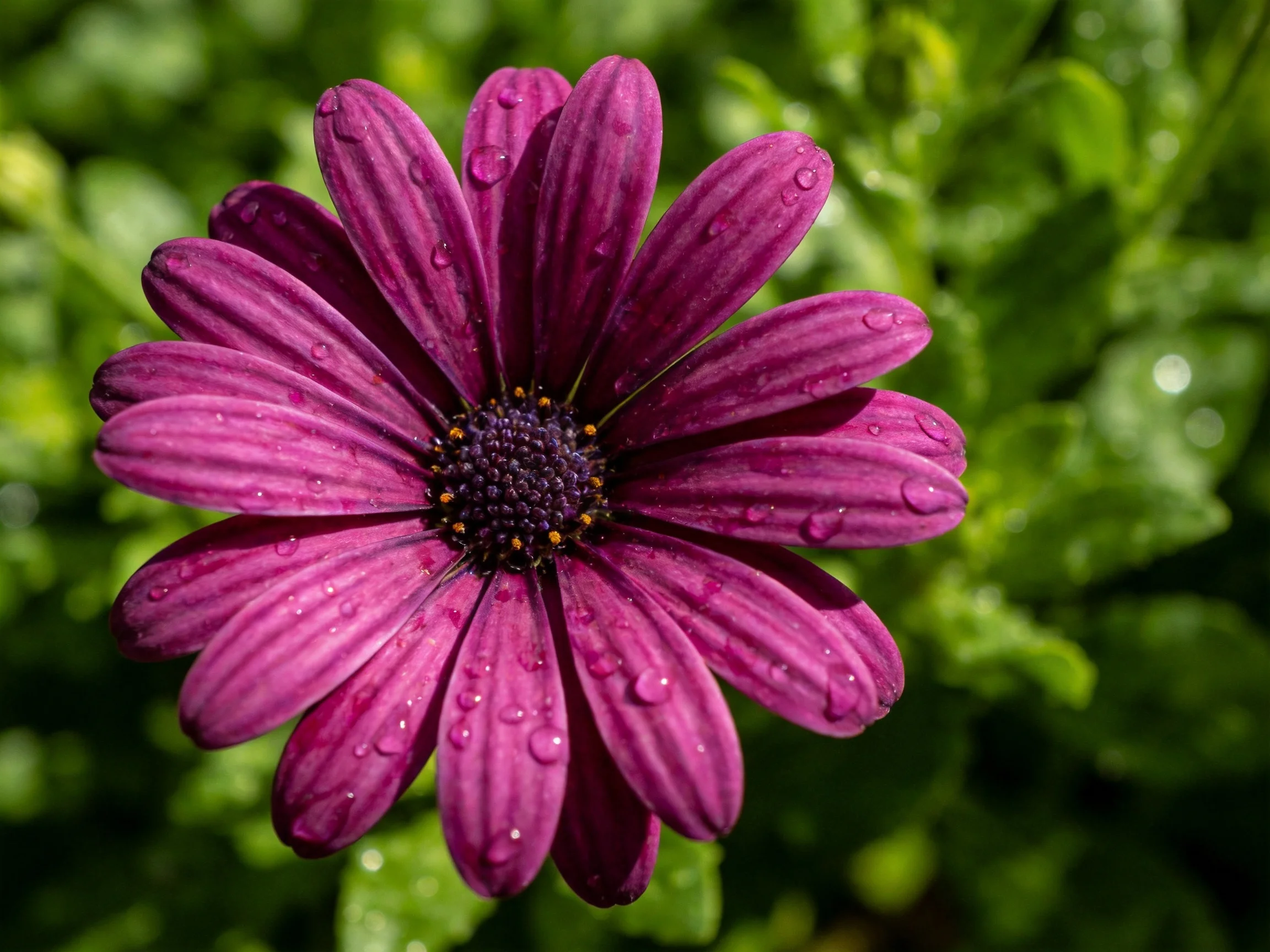A vibrant purple daisy with water droplets amid lush green foliage