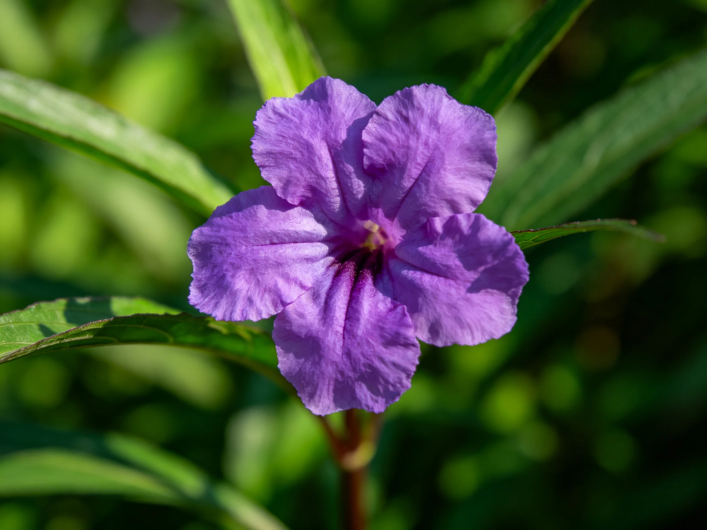 A vibrant purple five-petaled flower surrounded by green leaves
