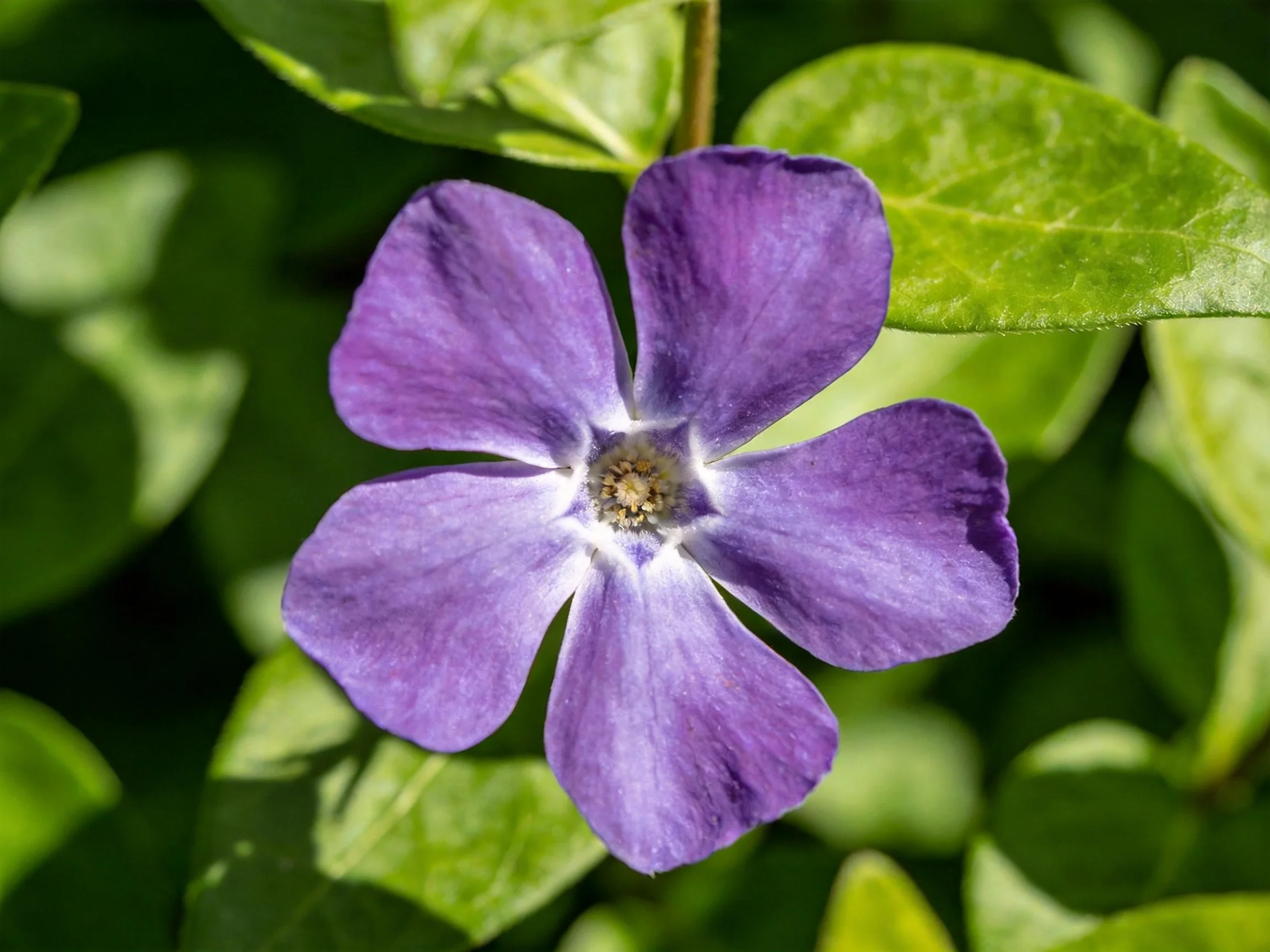 A vibrant purple five-petaled flower surrounded by lush green leaves