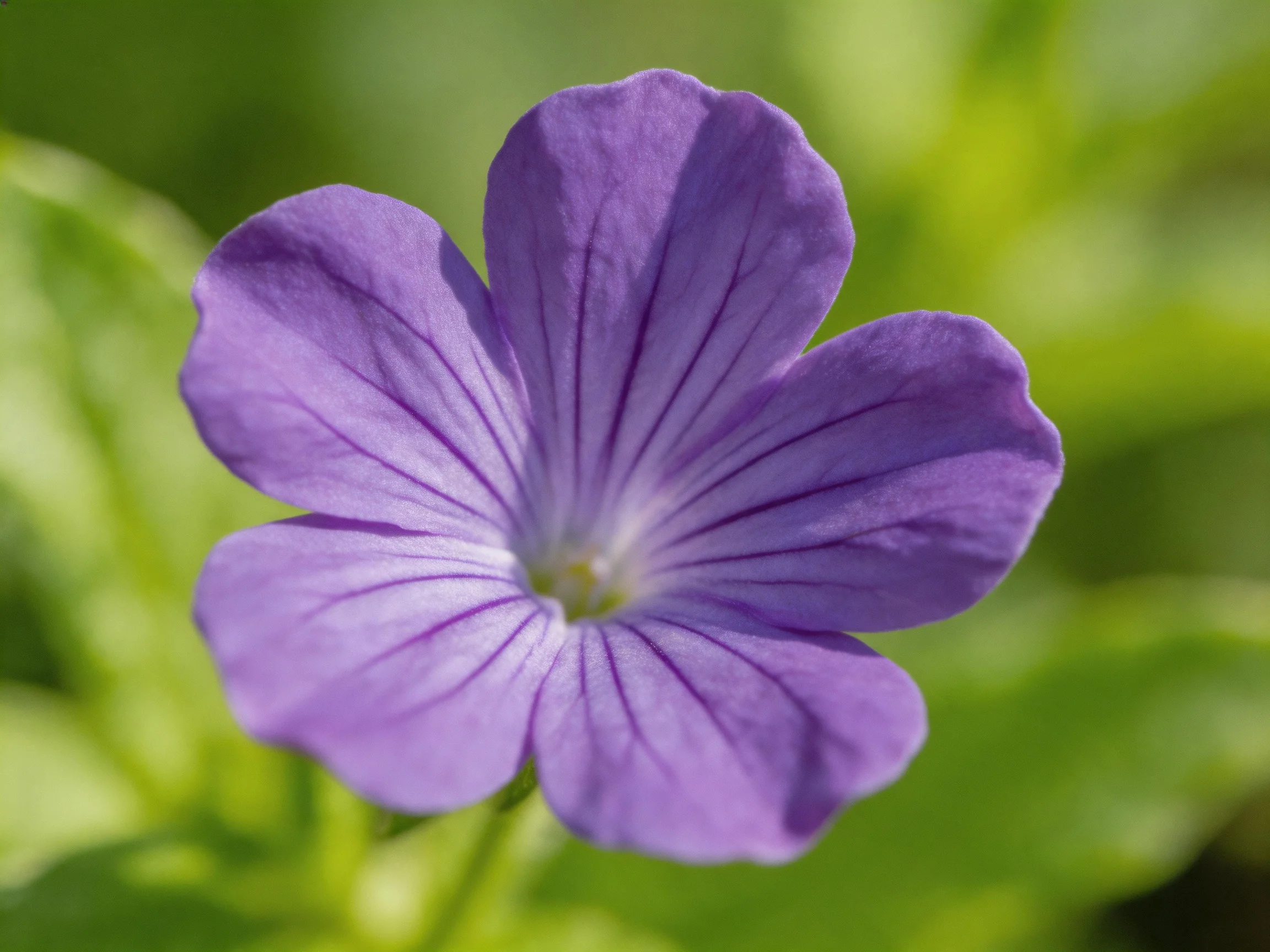 A vibrant purple five - petaled flower surrounded by soft greenery