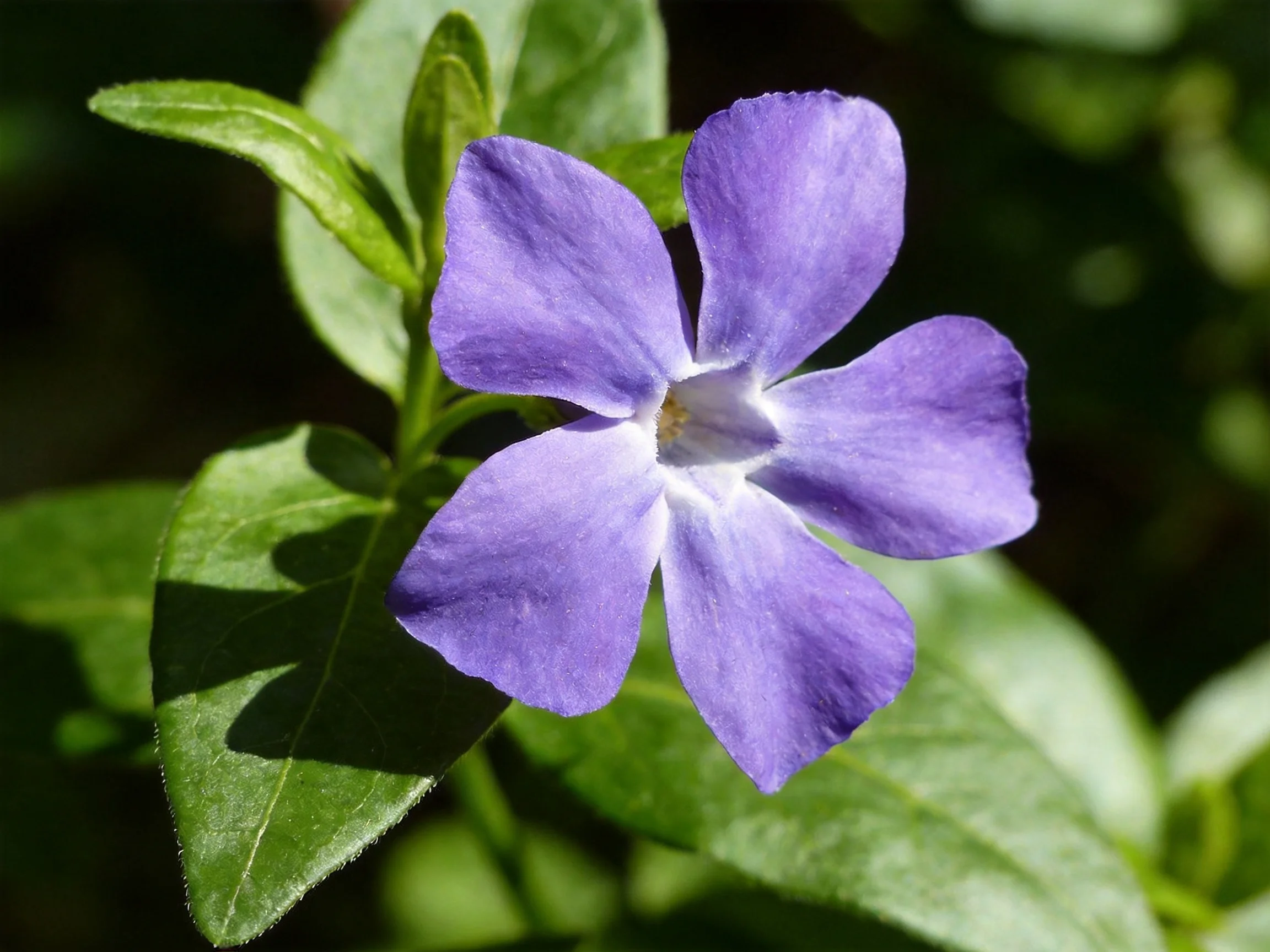 A vibrant purple five-petaled flower with glossy green leaves