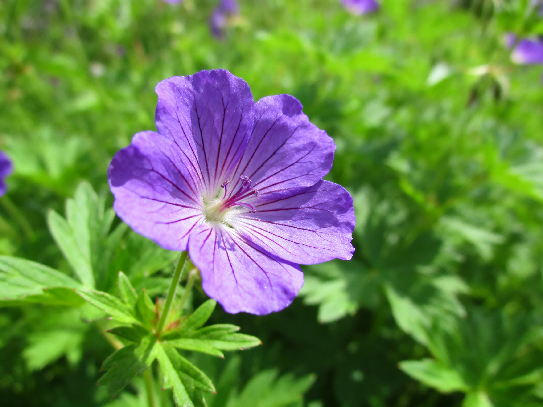 A vibrant purple flower blooms amid dense green foliage