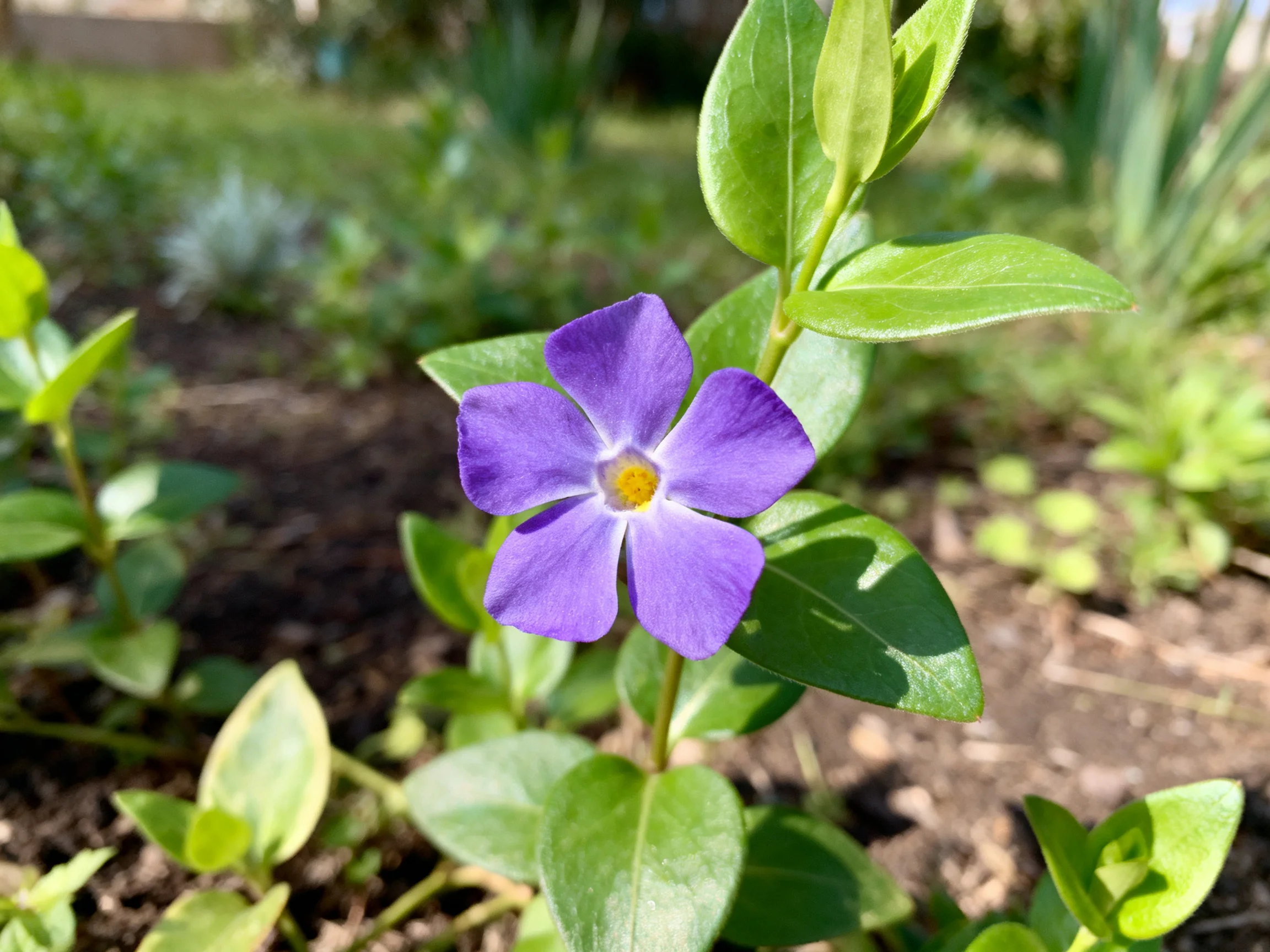A vibrant purple flower blooms amid lush green foliage in a sunlit garden.