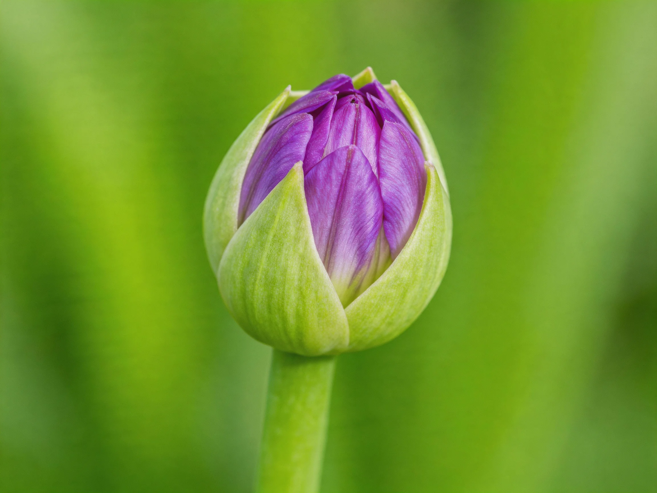 A vibrant purple flower bud with green sepals against a blurred green backdrop