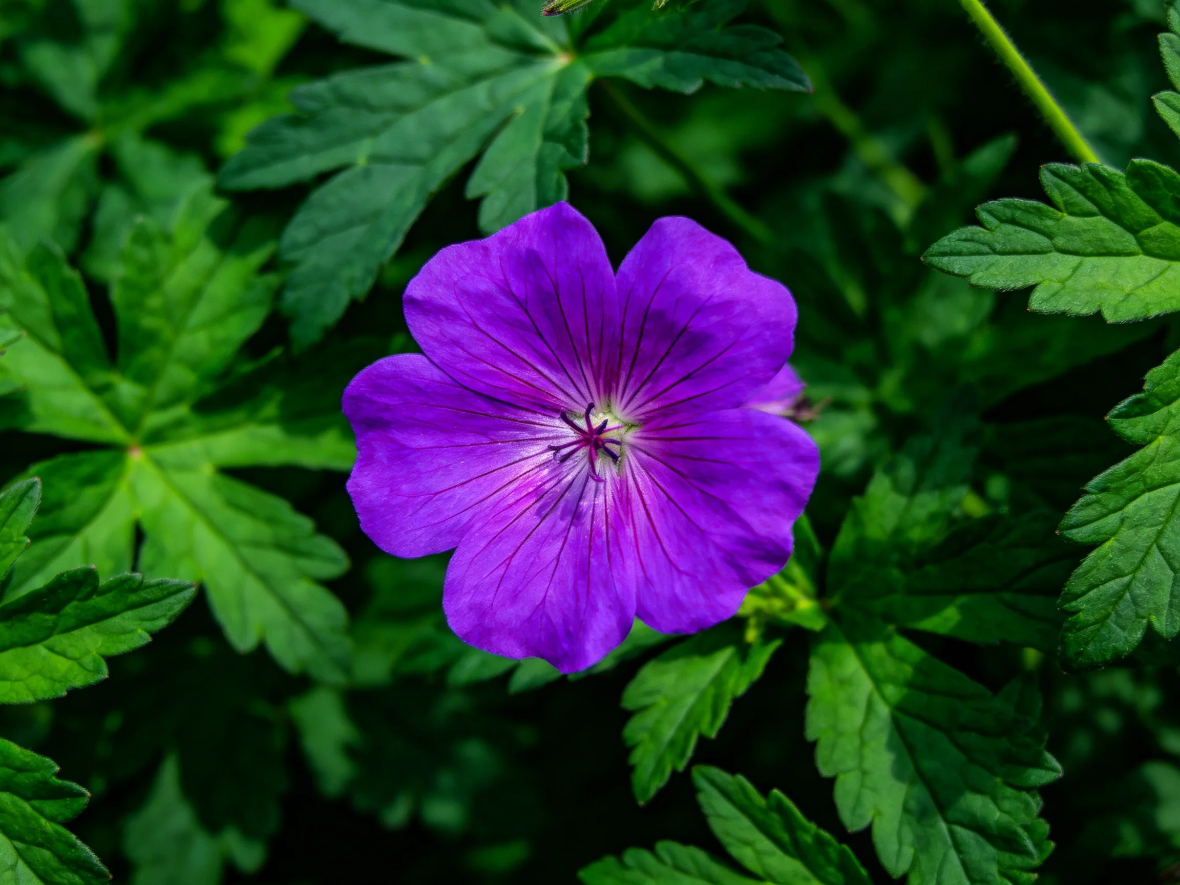 A vibrant purple flower surrounded by lush green foliage