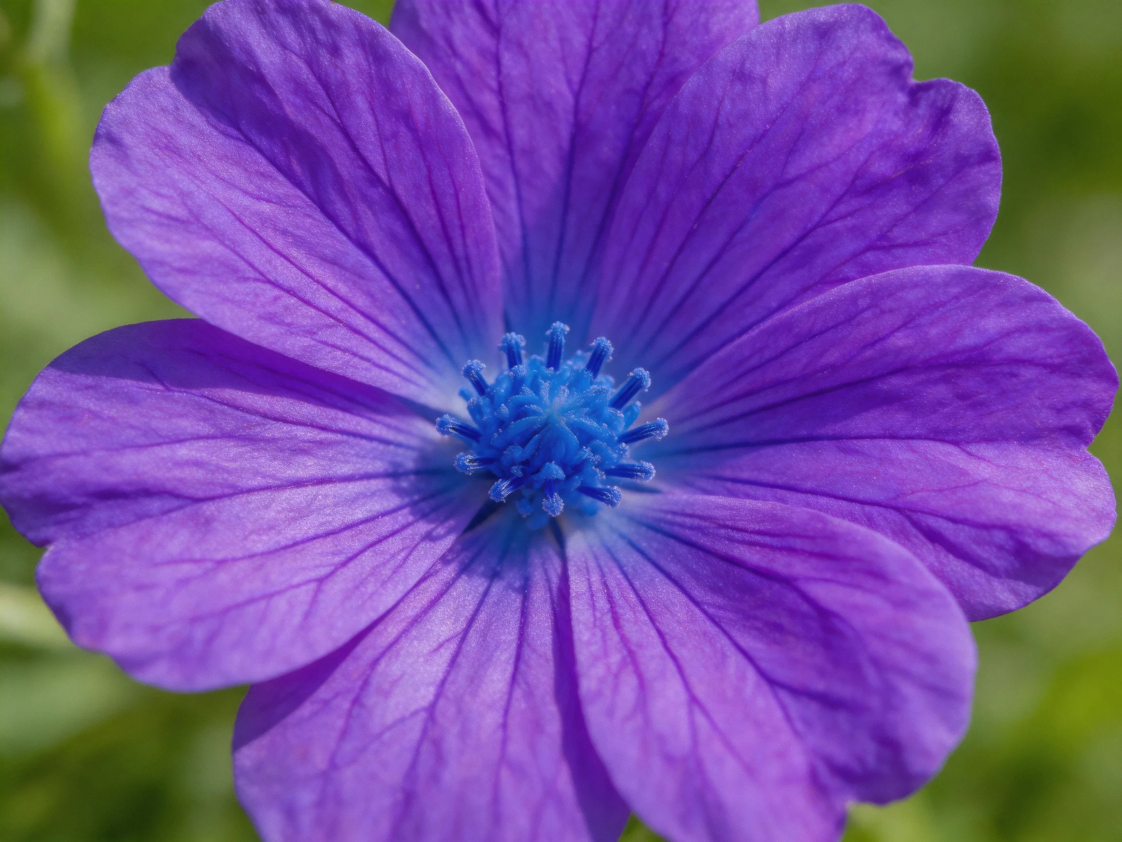 A vibrant purple flower with a bright blue central core