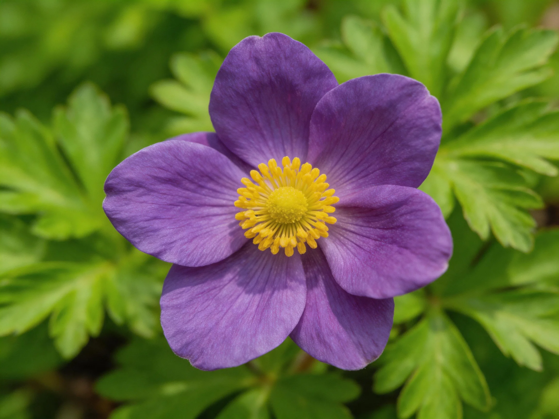 A vibrant purple flower with a bright yellow center amid lush green foliage