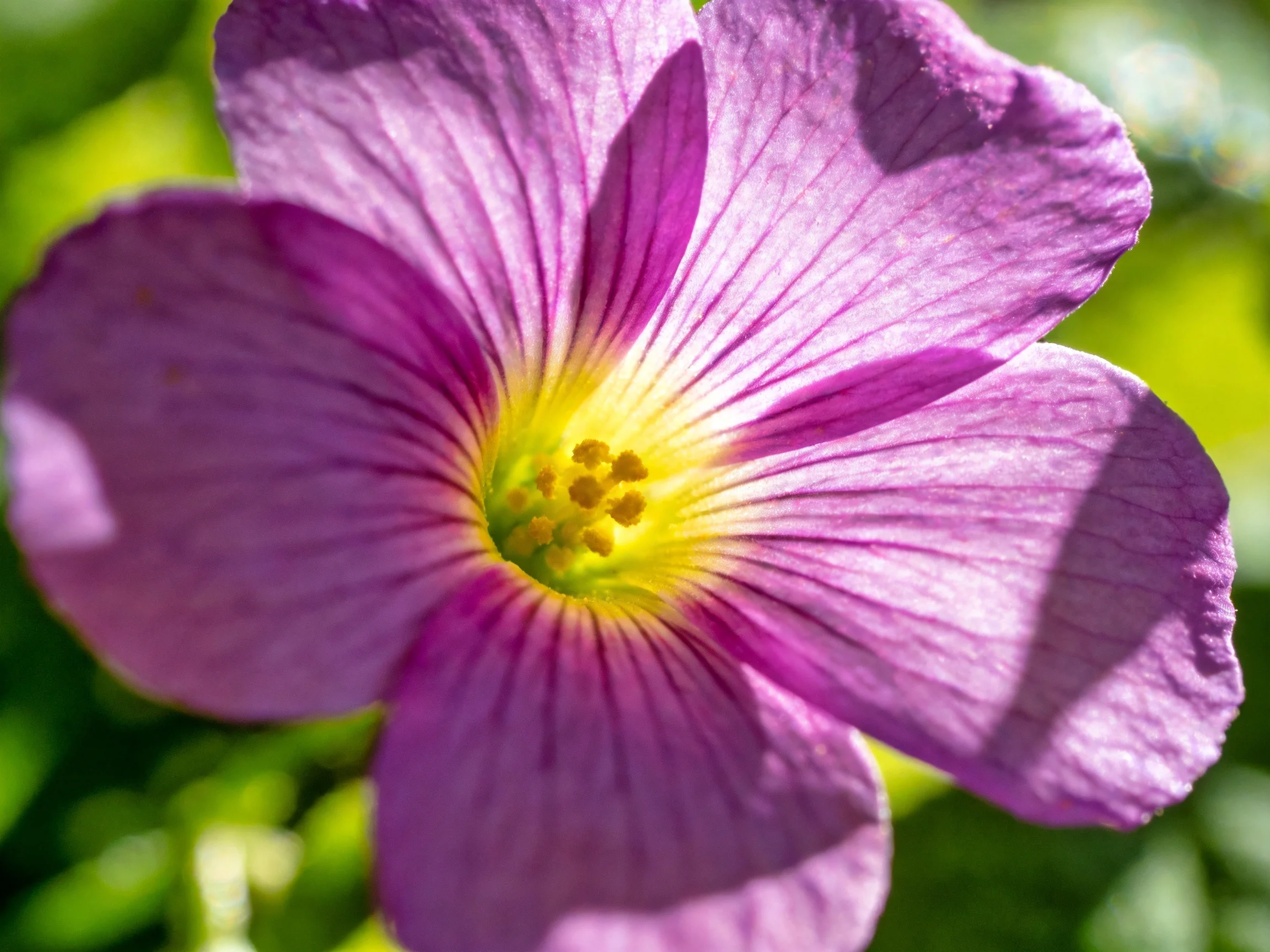 A vibrant purple flower with a bright yellow center in sharp focus