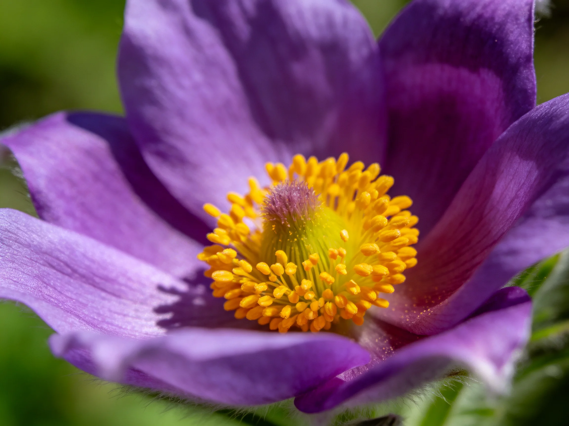 A vibrant purple flower with a bright yellow central cluster