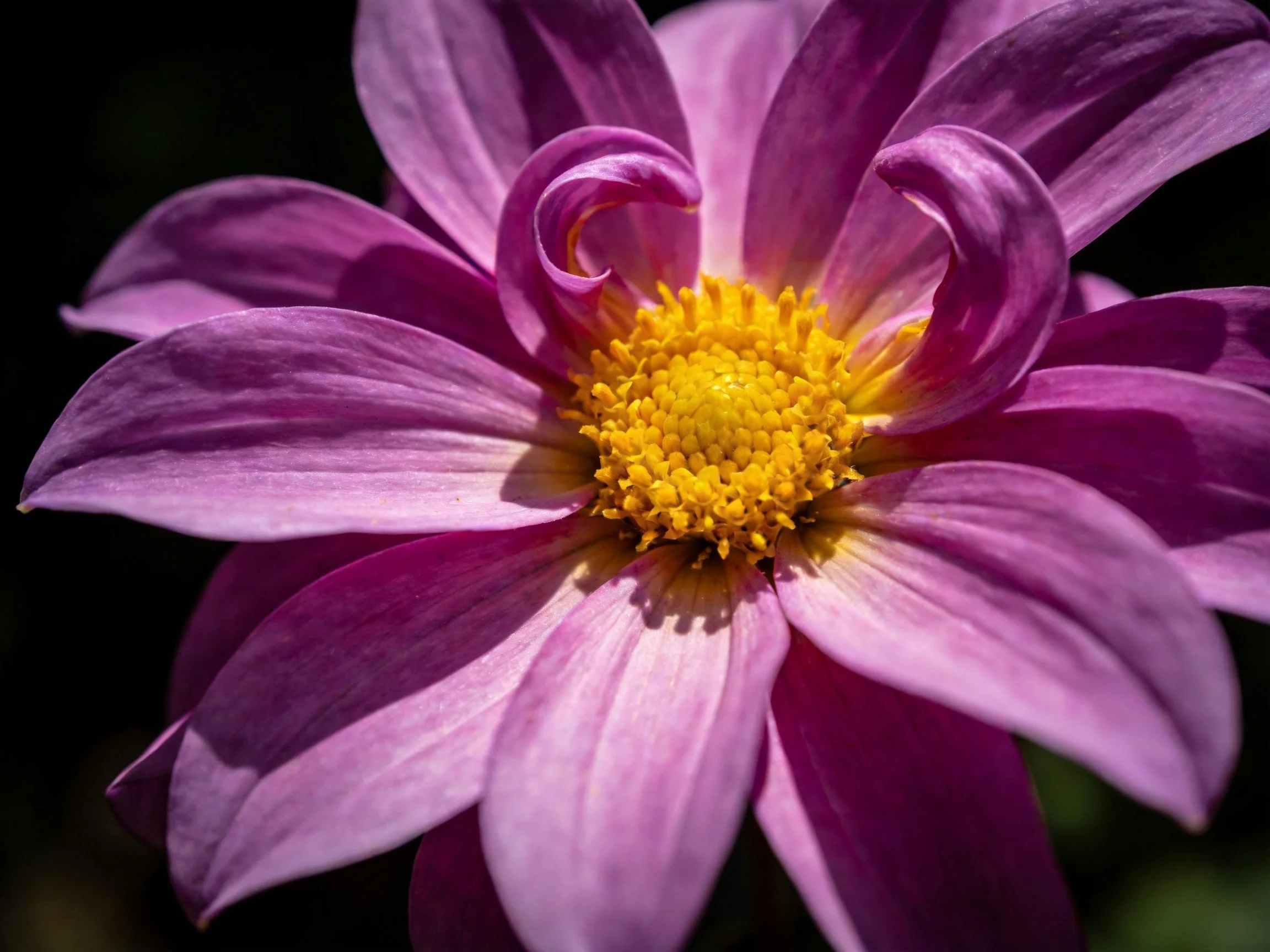 A vibrant purple flower with a bright yellow central disk