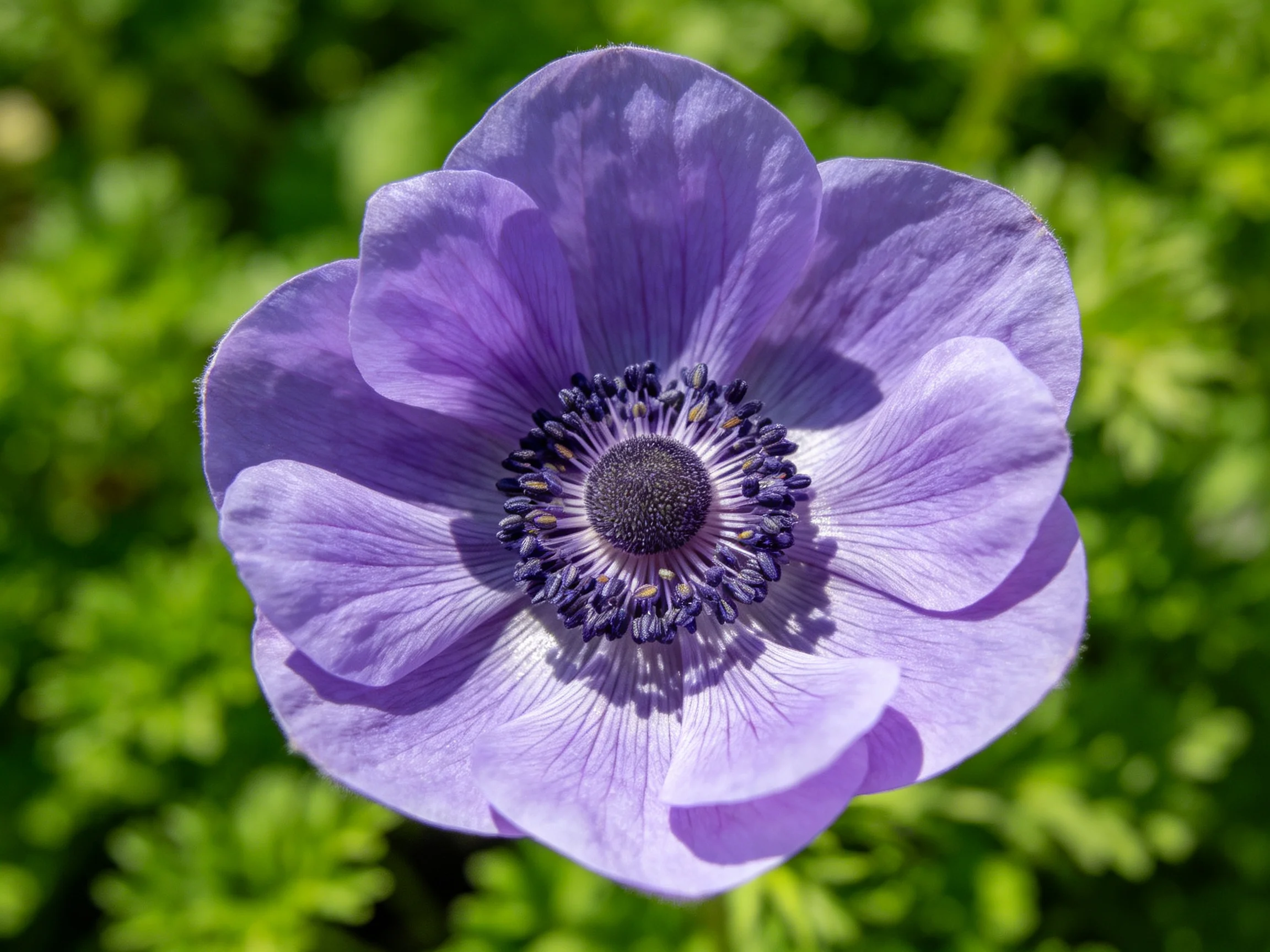 A vibrant purple flower with dark central disk surrounded by greenery