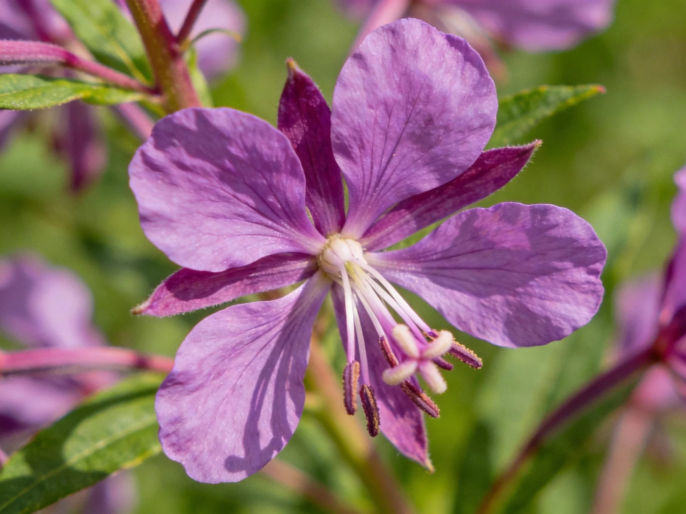 A vibrant purple flower with delicate veined petals and green leaves