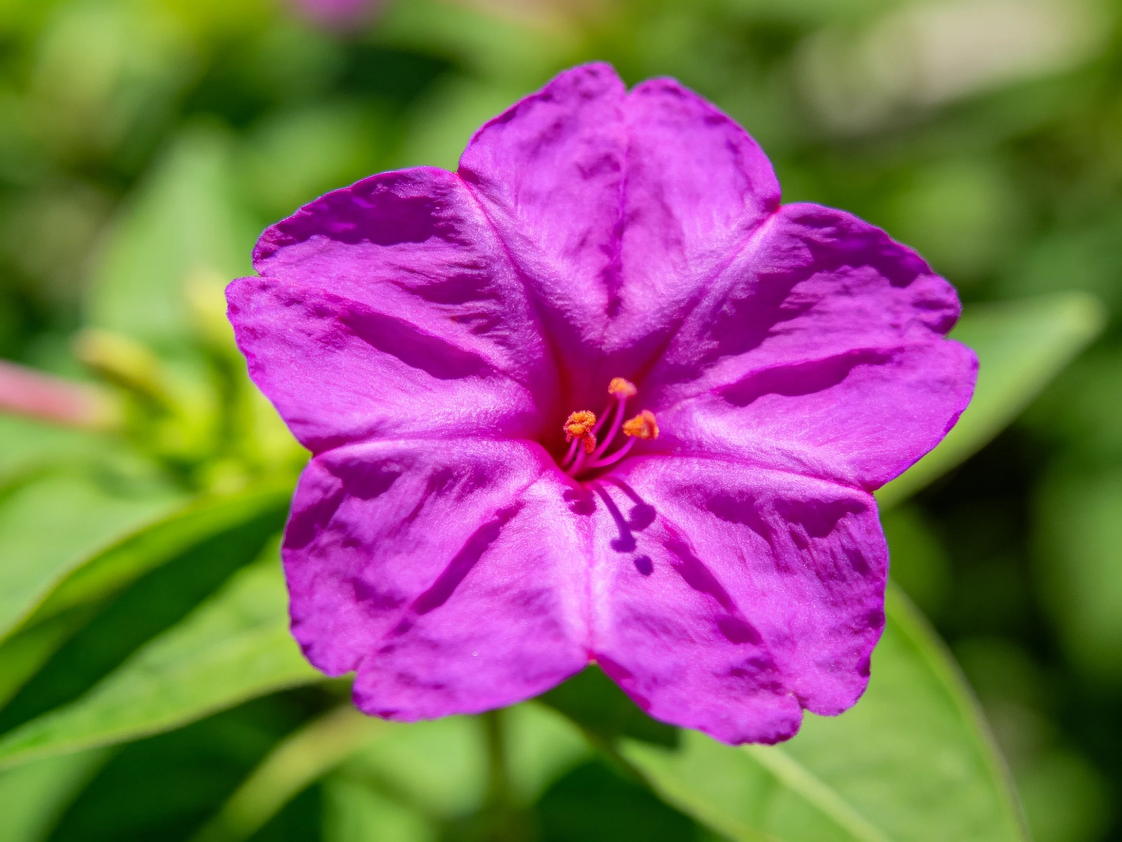 A vibrant purple flower with five petals surrounded by green foliage