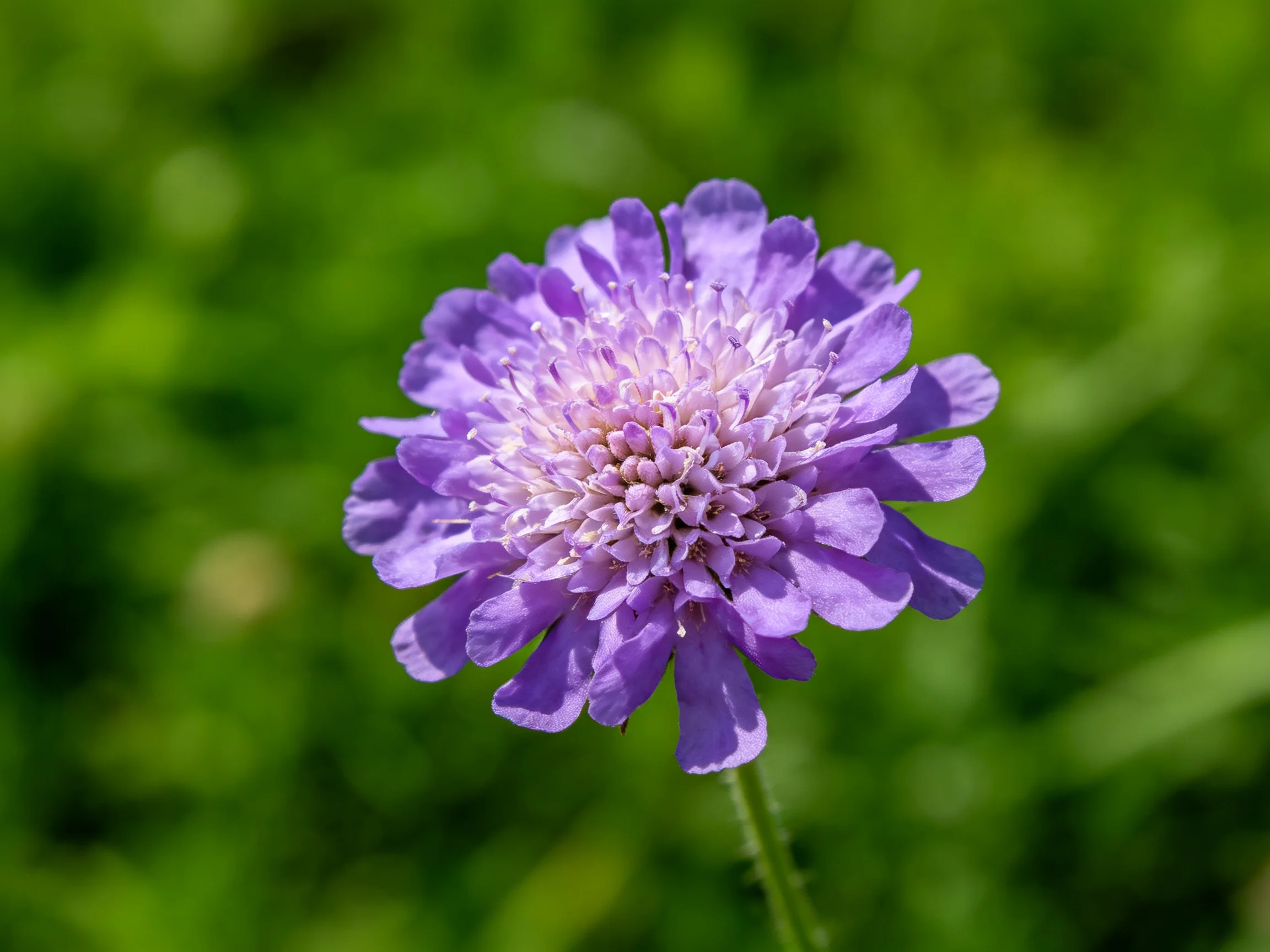 A vibrant purple flower with layered petals against a lush green backdrop