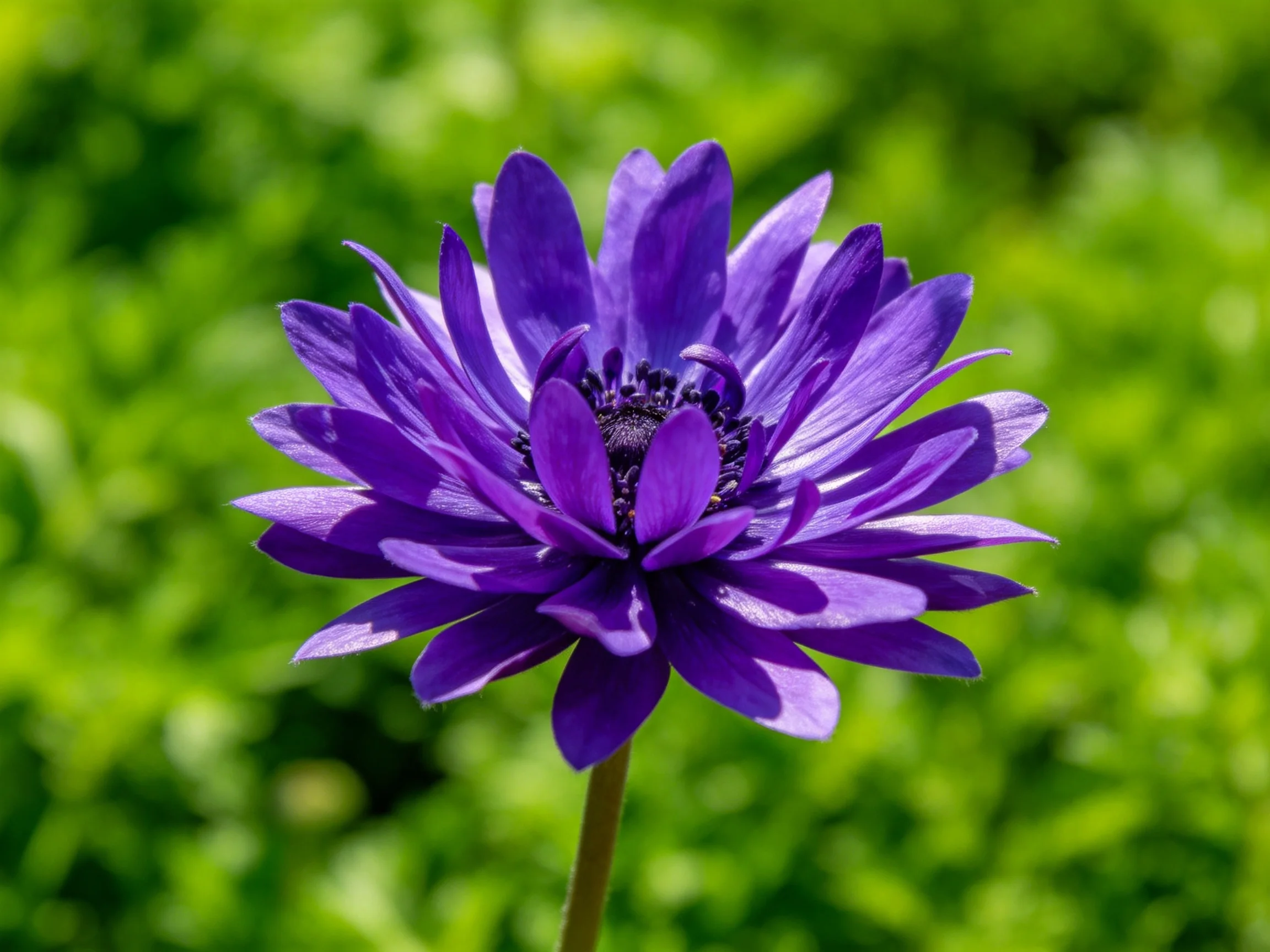 A vibrant purple flower with layered petals against lush green foliage