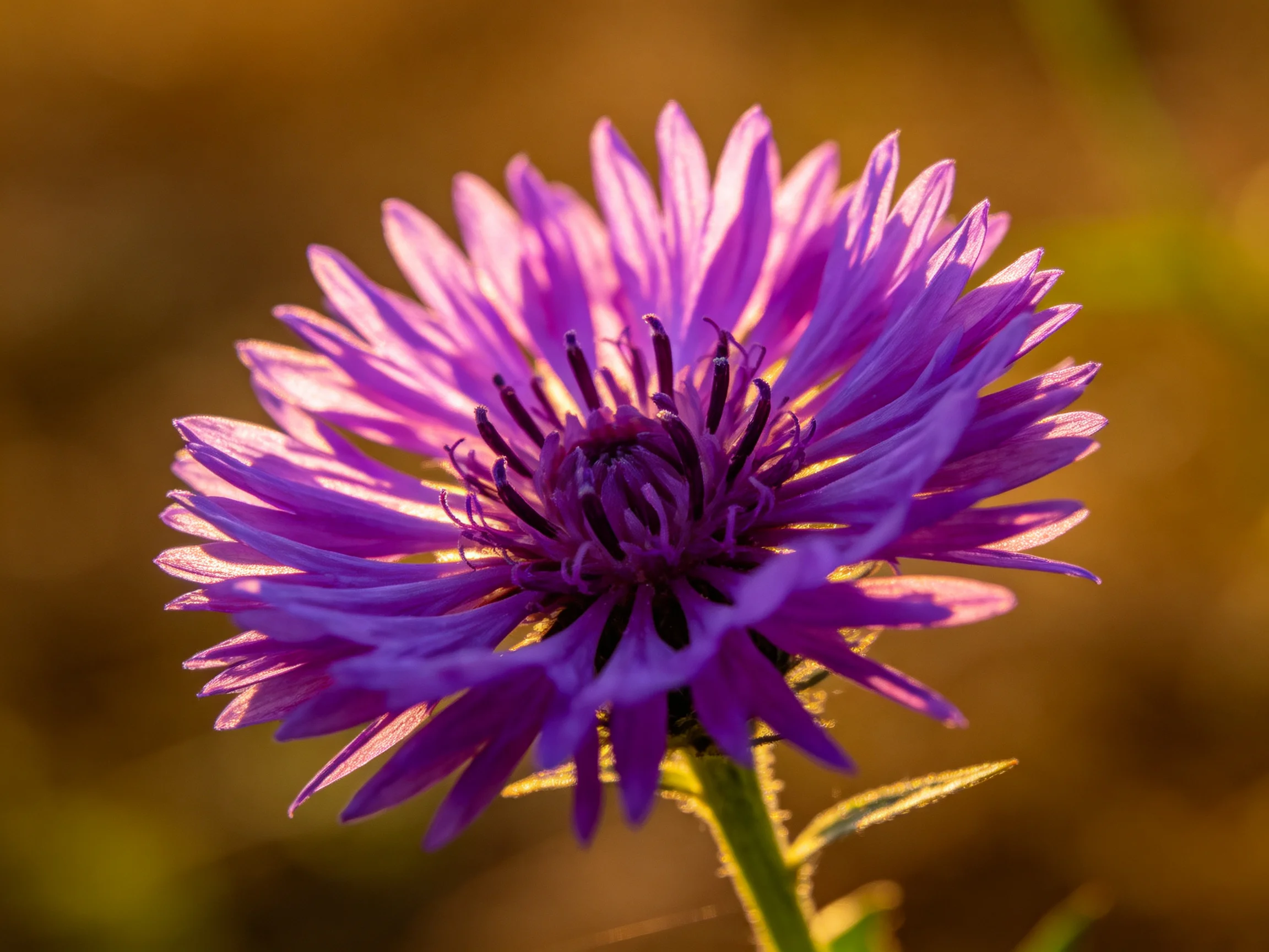 A vibrant purple flower with layered petals under golden light
