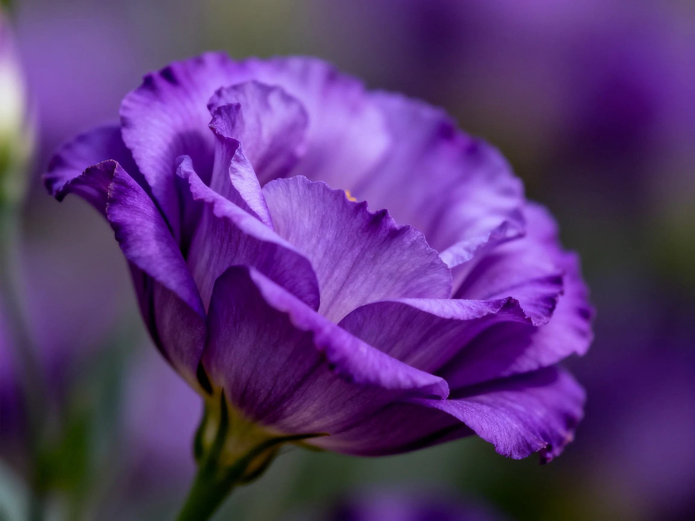 A vibrant purple flower with layered, ruffled petals