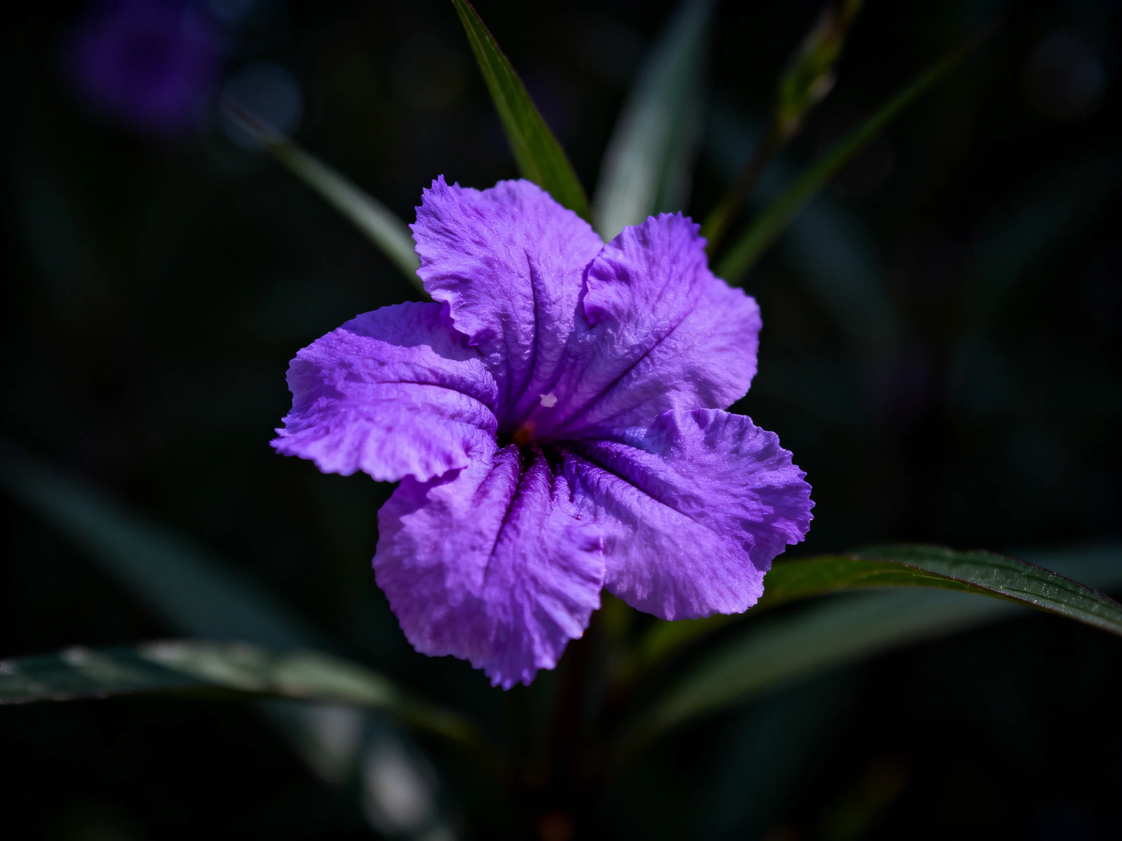 A vibrant purple flower with ruffled petals amidst dark green leaves
