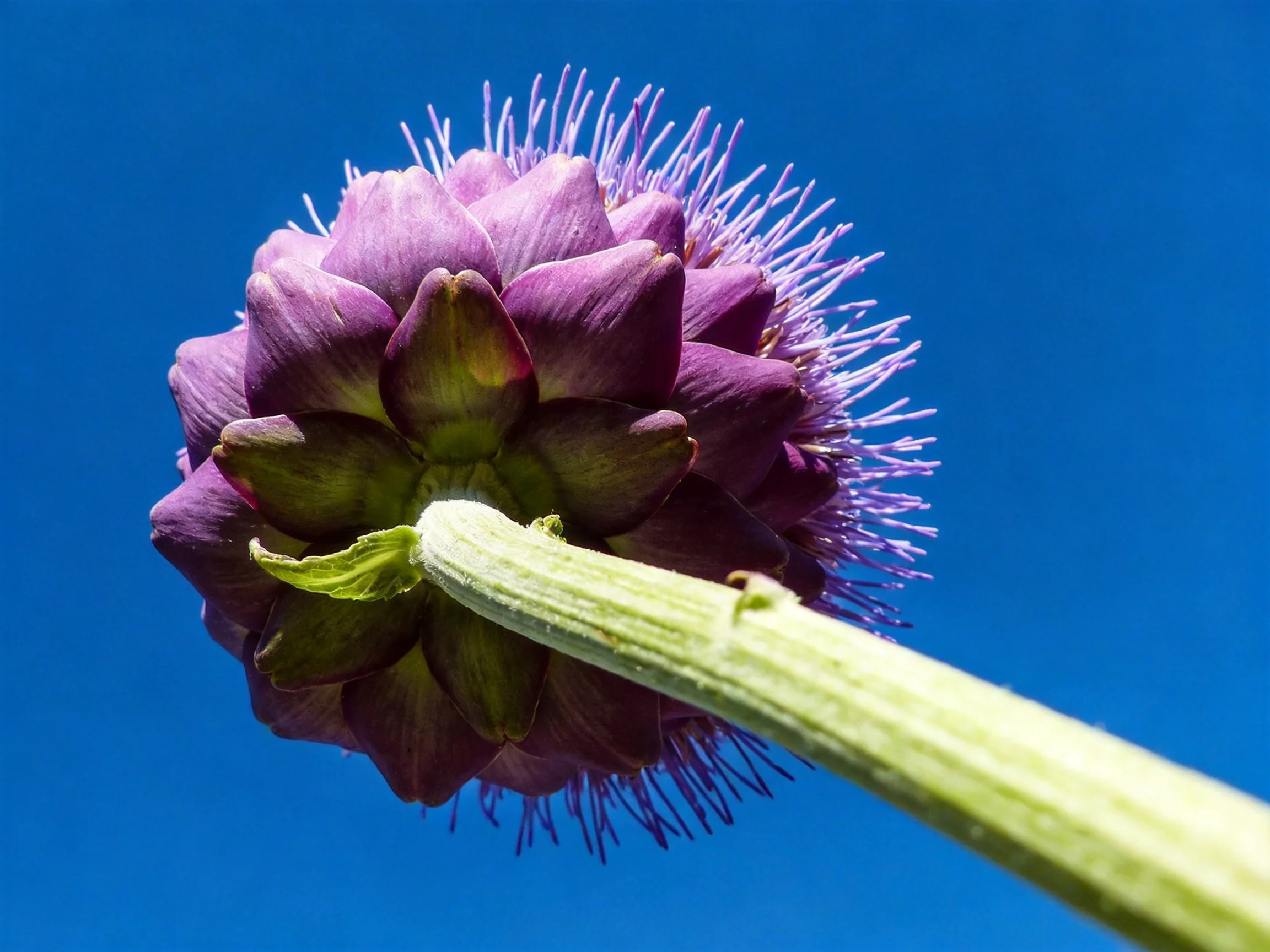 A vibrant purple flower with spiky petals against a clear blue sky