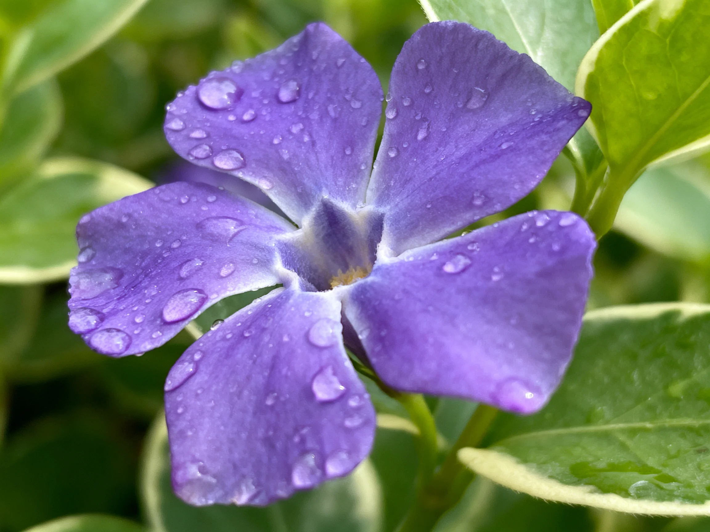 A vibrant purple flower with water droplets amid green foliage