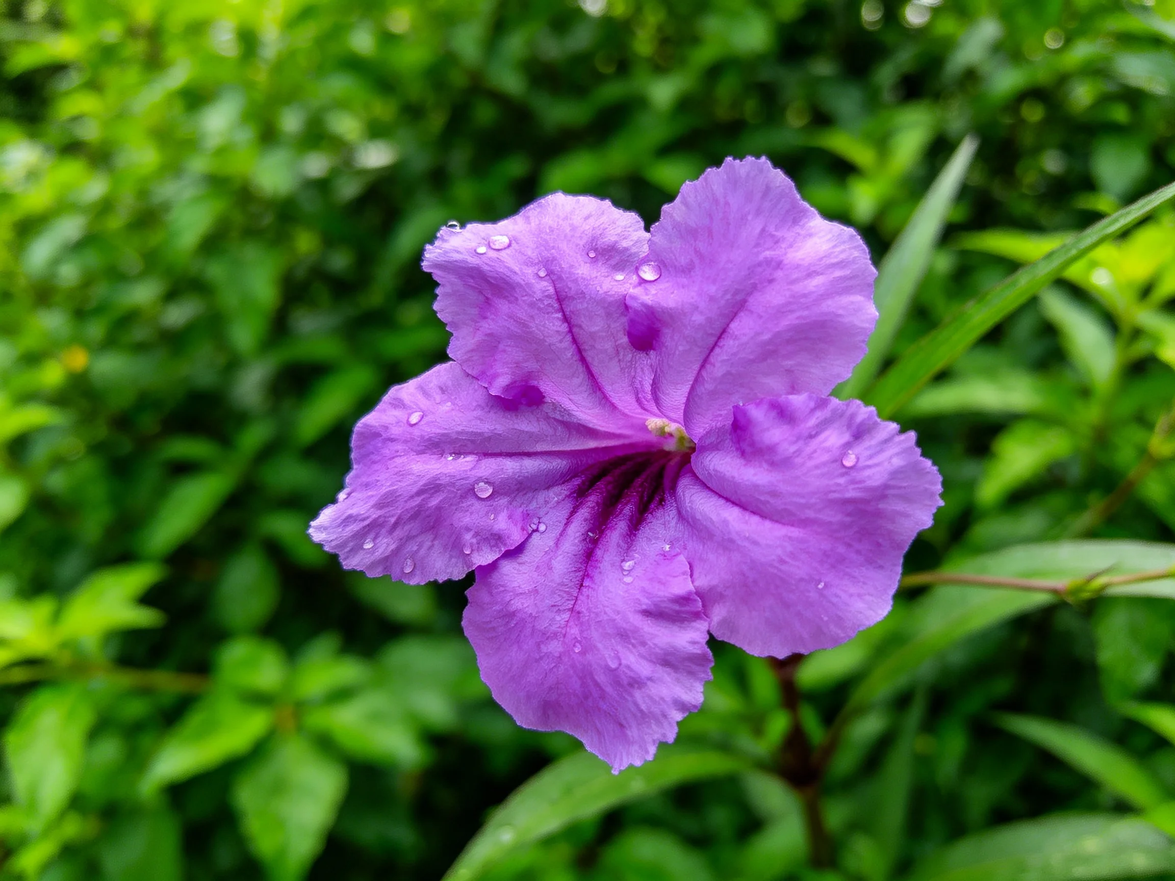 A vibrant purple flower with water droplets amidst lush greenery