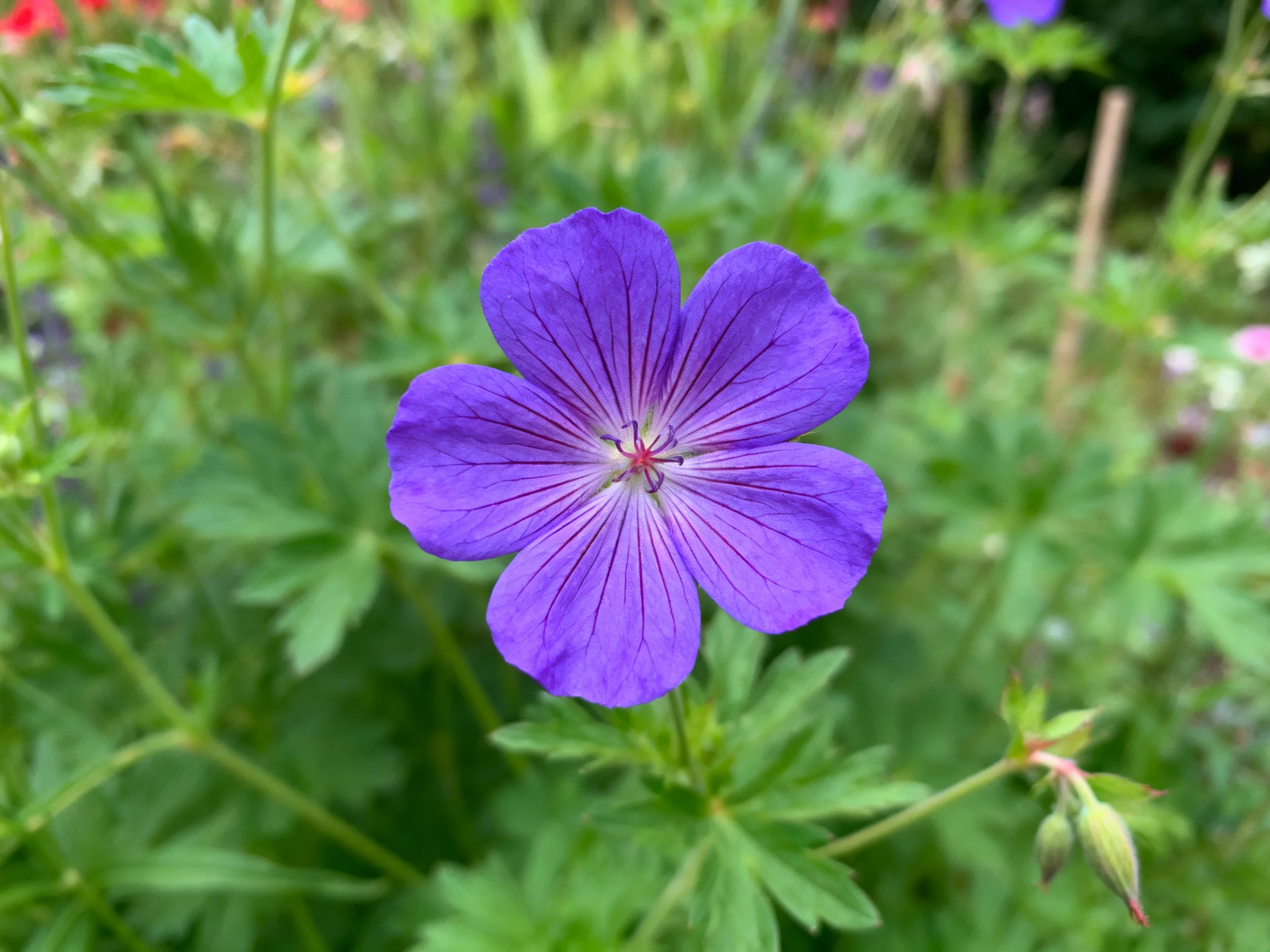 A vibrant purple geranium blooms amid lush green foliage