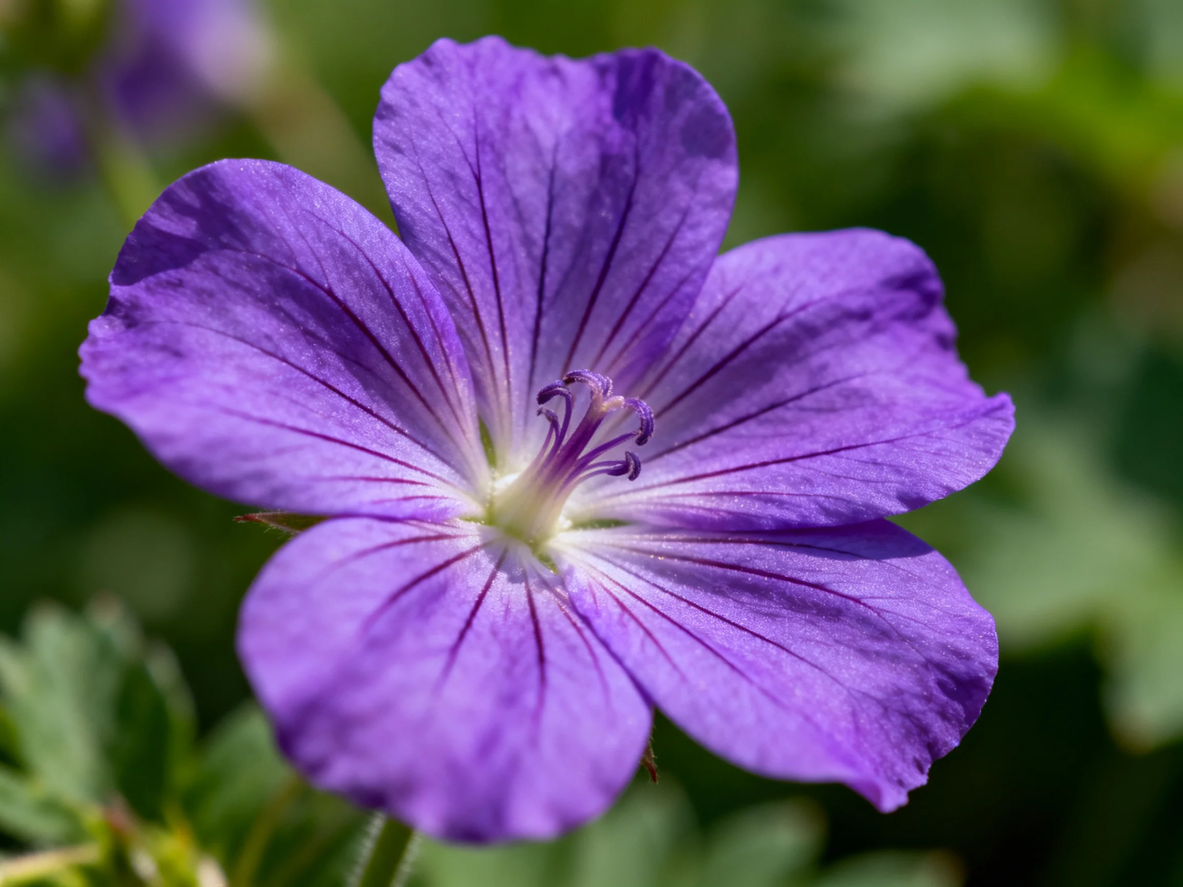 A vibrant purple geranium flower with prominent petal veining