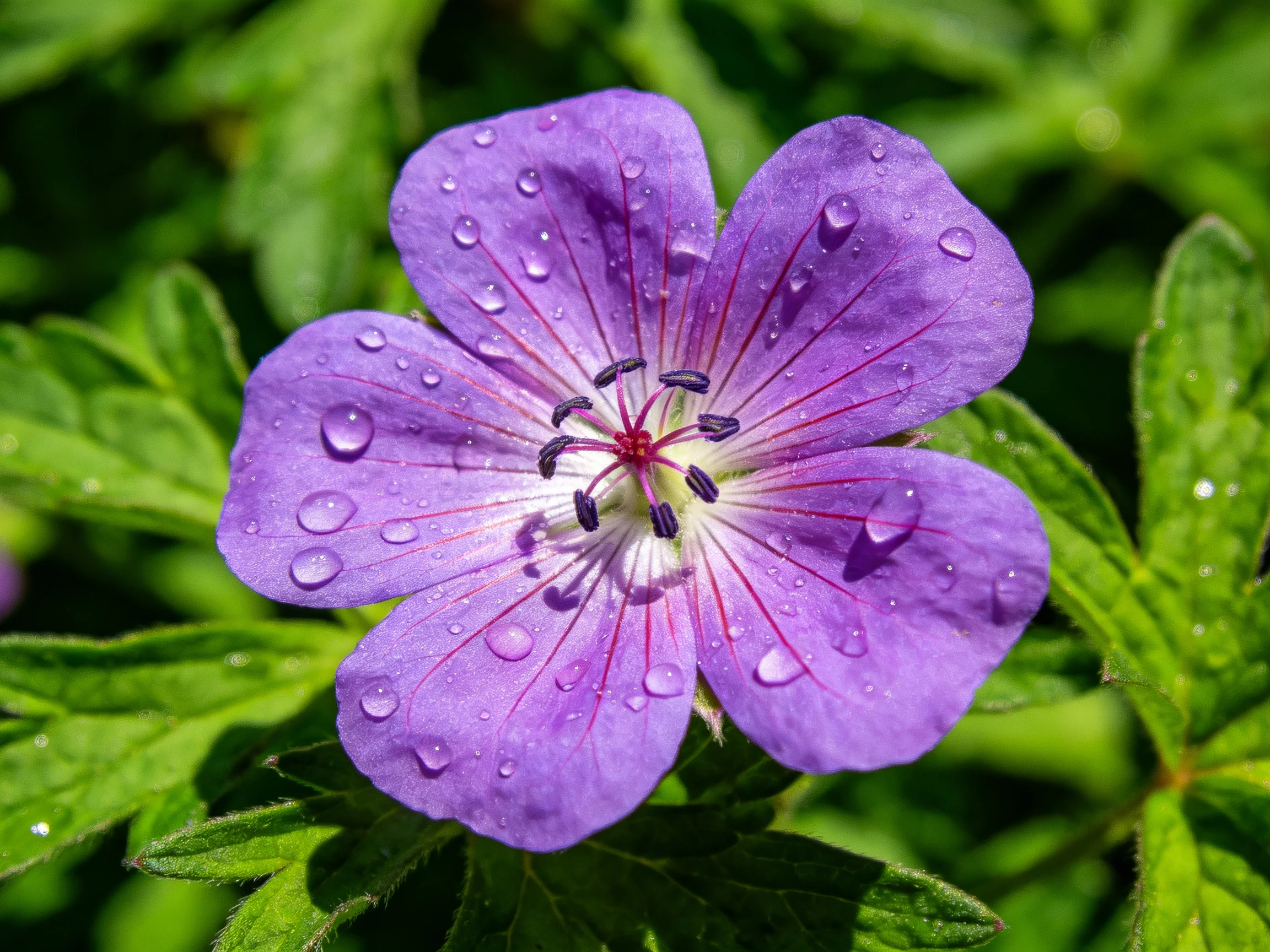A vibrant purple geranium with water droplets on petals