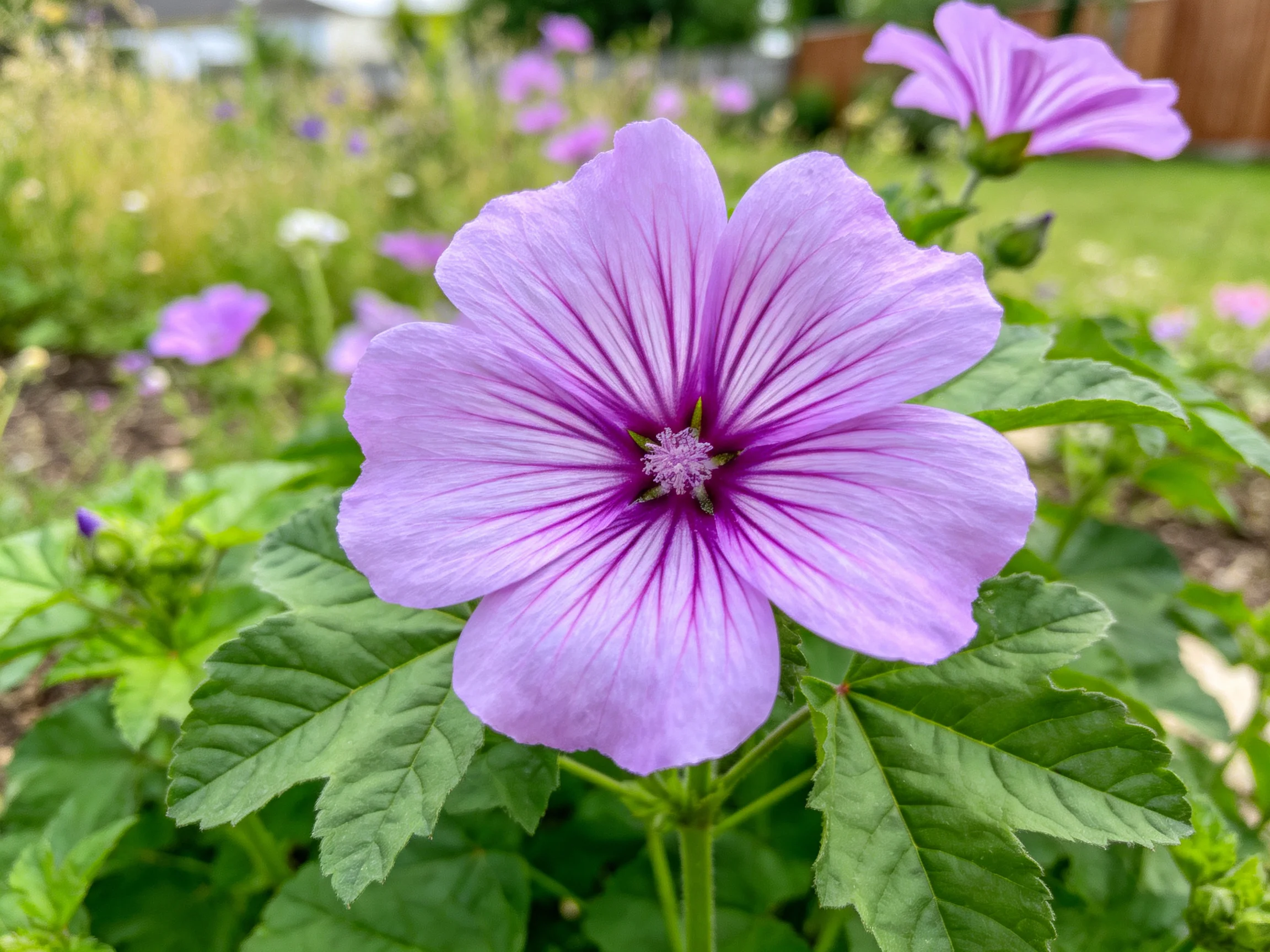A vibrant purple hibiscus flower blooms in a lush garden