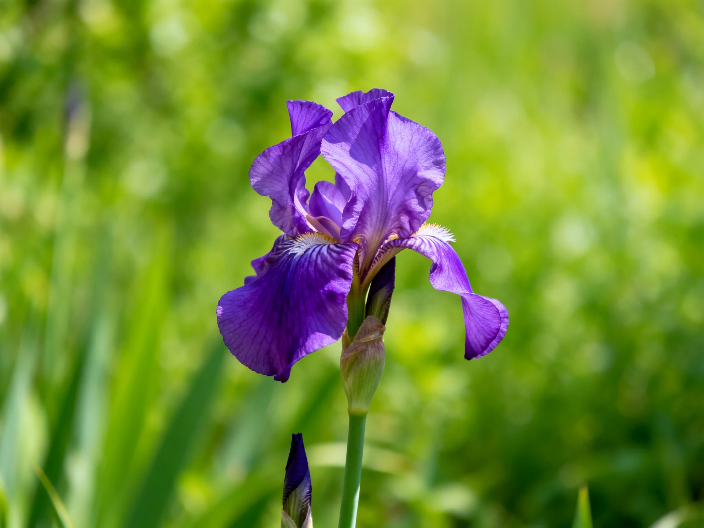 A vibrant purple iris blooms against a lush green backdrop